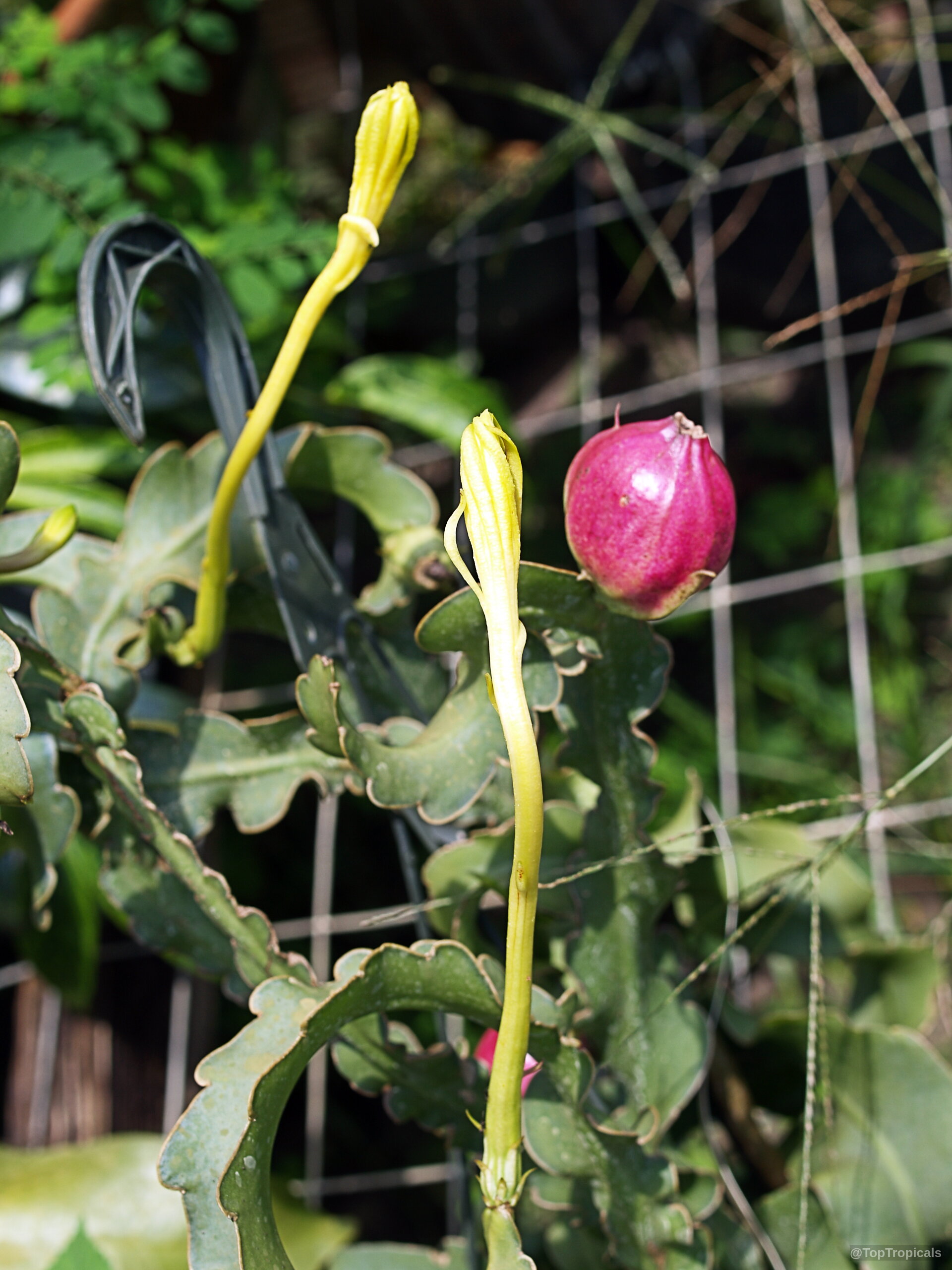 Epiphyllum guatemalense (Orchid Cactus) 'Monstrosa' with slender yellow flower buds and a round pink fruit. Epiphyllum guatemalense (Orchid Cactus) 'Monstrosa' green leaves with yellow flower buds and pink fruit.