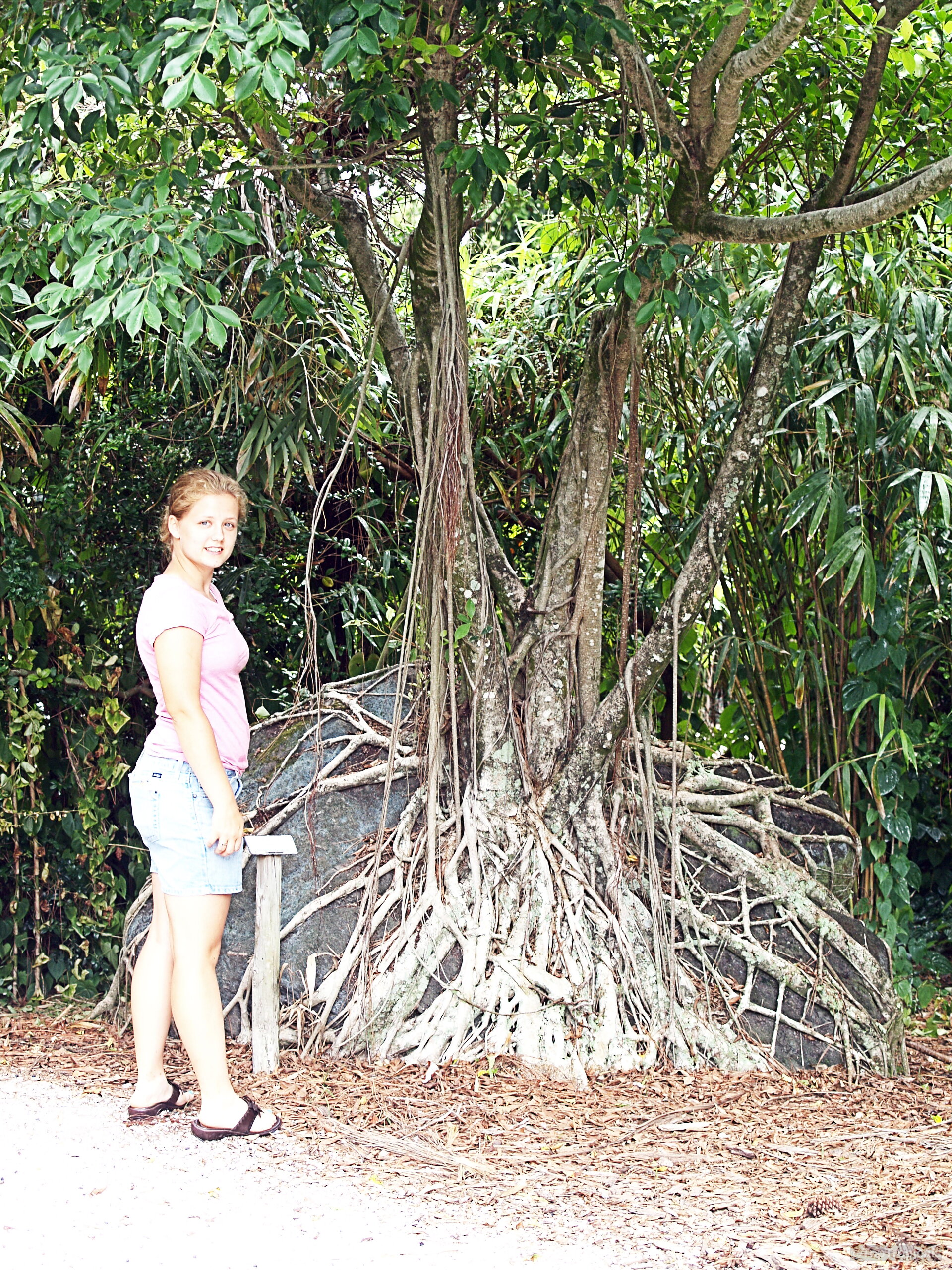Ficus sp. (Ficus) tree trunk with visible roots wrapping over a stone surface beside a woman. Ficus sp. (Ficus) green tree with dangling roots wrapped around a dark gray stone base.