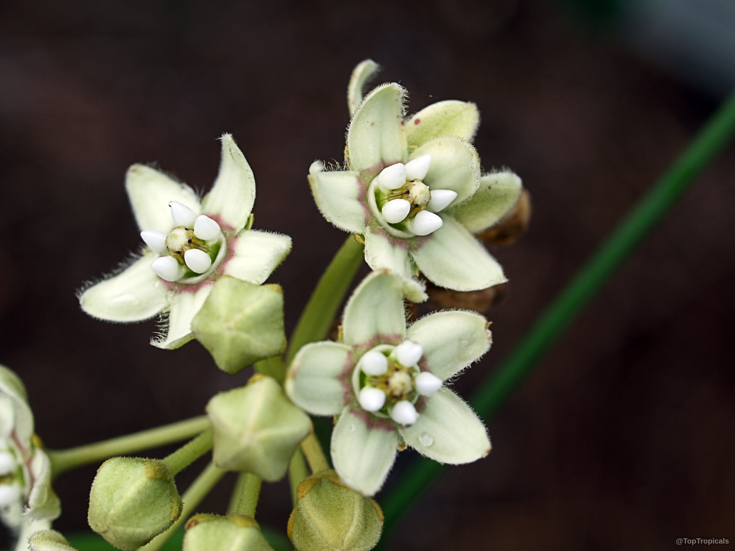 Funastrum clausum (White Milkweed-vine) with small white flower clusters and pointed star shaped petals. Funastrum clausum (White Milkweed-vine) with pale white flower clusters in a tight close up.