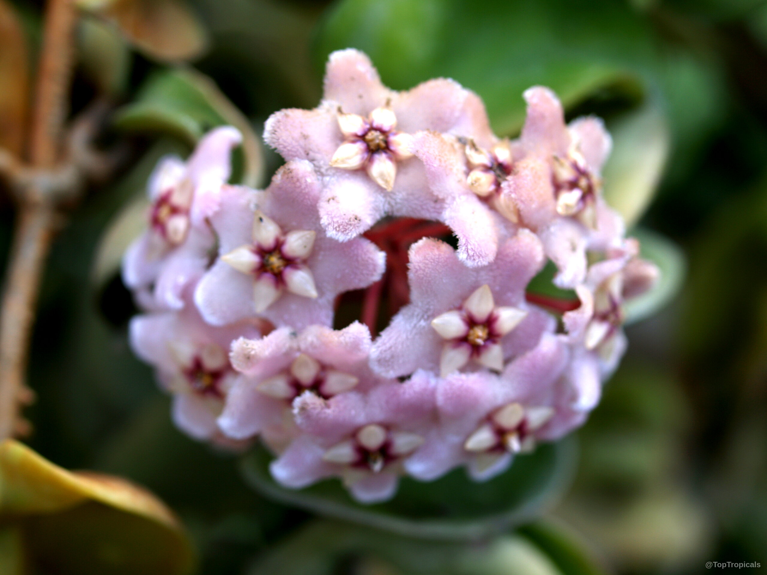 Hoya carnosa (Hindu Rope) 'Compacta' pink flower cluster with tiny star centers and soft petals. Hoya carnosa (Hindu Rope) 'Compacta' pink flower close up with a star shape center.