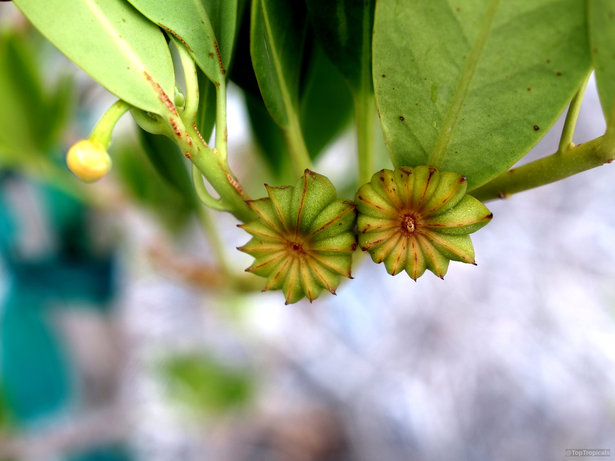 Illicium sp. (False Anise) star-shaped green fruit developing on a branch with thick smooth leaves Illicium sp. (False Anise) green fruit close up on a branch with smooth leaves
