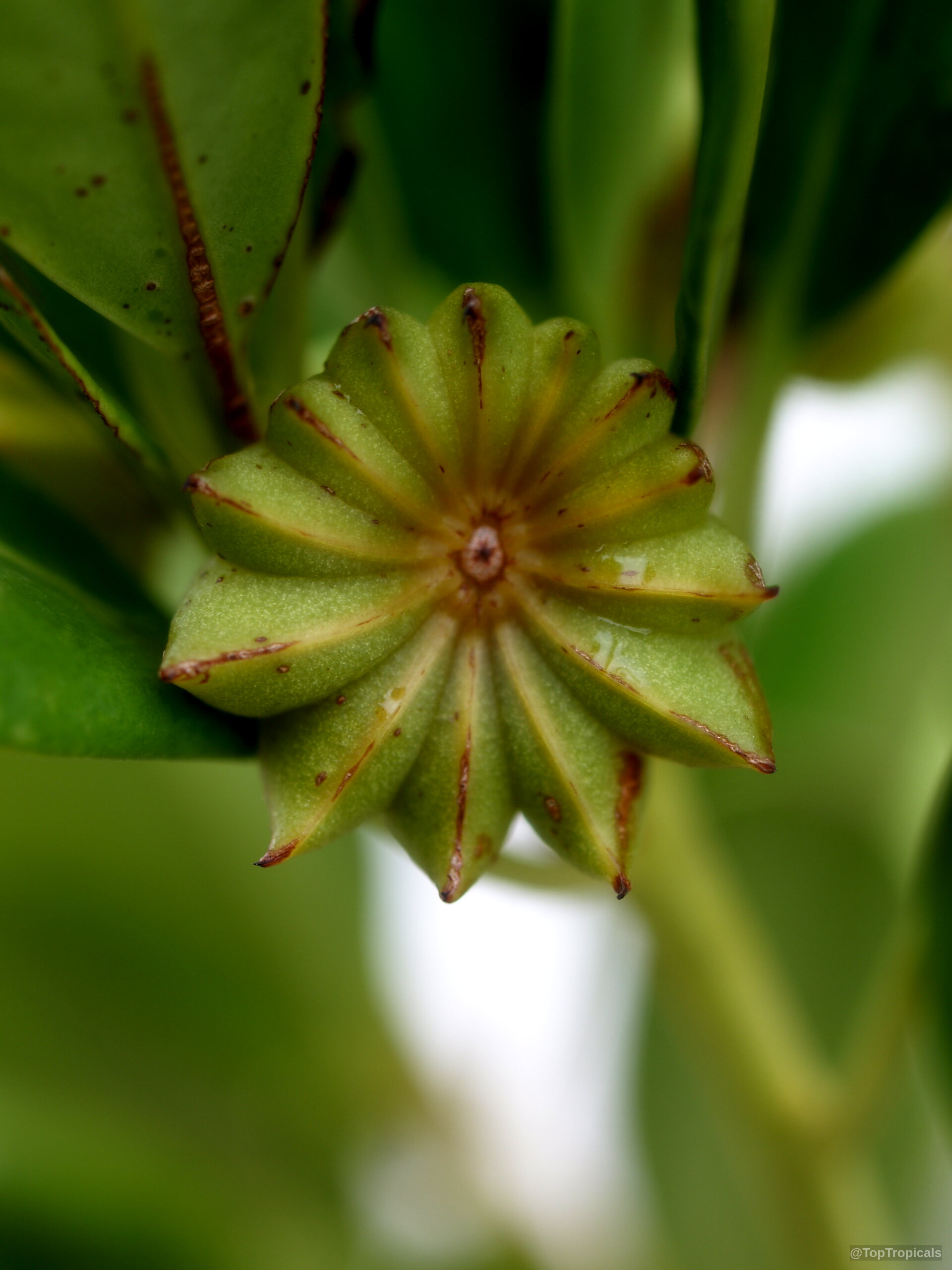 Illicium sp. (False Anise) star shaped fruit with light green color and reddish edges. Illicium sp. (False Anise) green star shaped fruit close up with red edges.