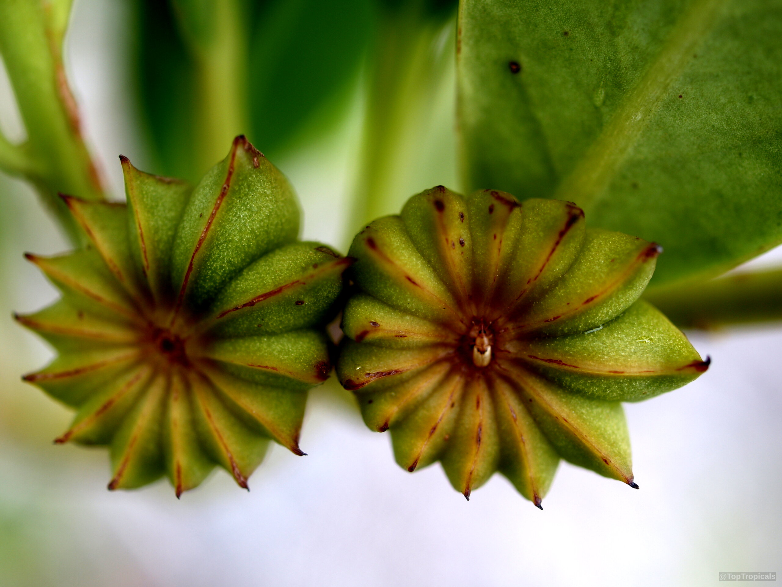 Illicium sp. (False Anise) showing star shaped green fruit with red tints near the edges Illicium sp. (False Anise) green star shaped fruit close up with red pointed edges