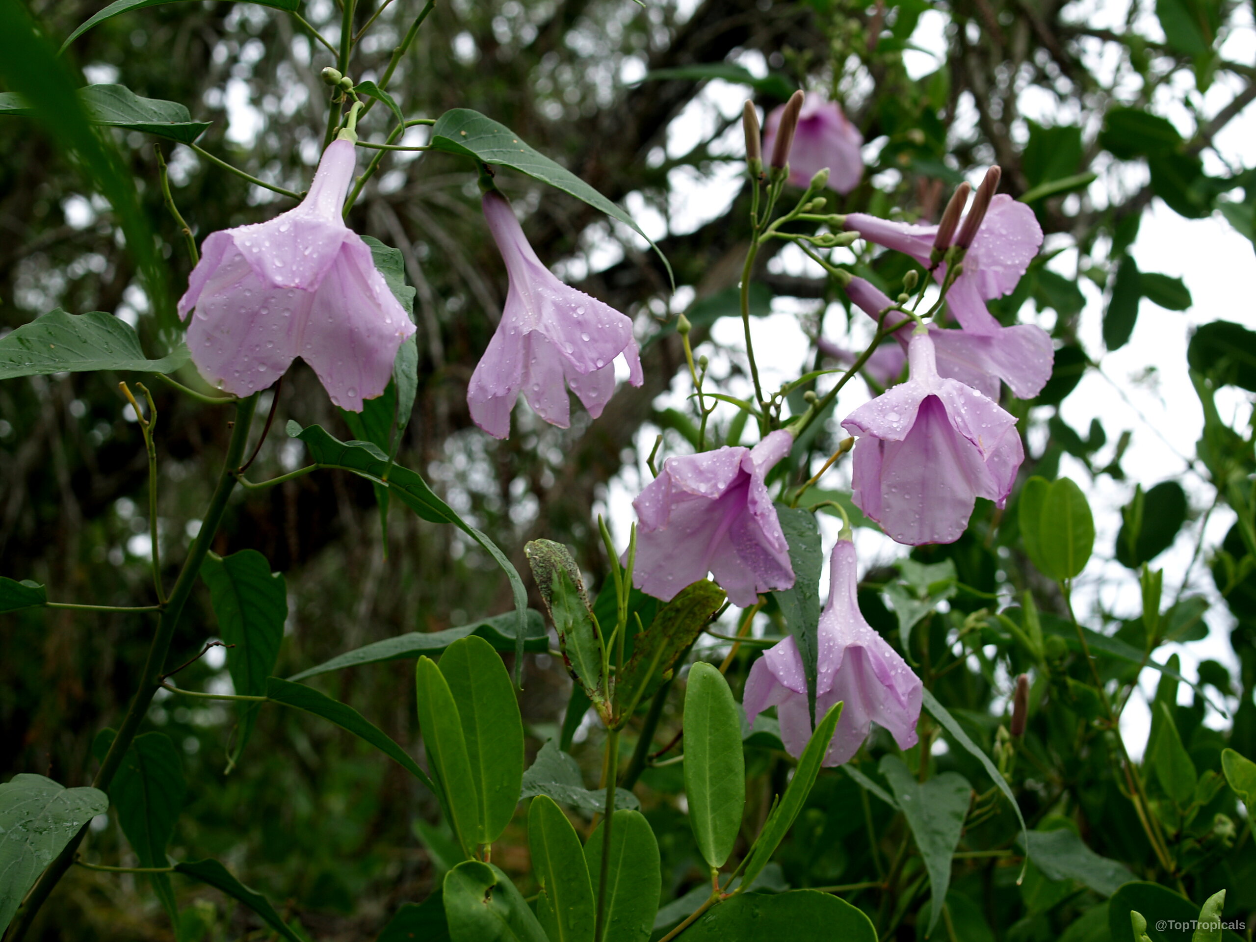 Ipomoea carnea (Silver Morning Glory) light pink flower clusters among thin green pointed leaves Ipomoea carnea (Silver Morning Glory) with light pink flower clusters on green foliage stems