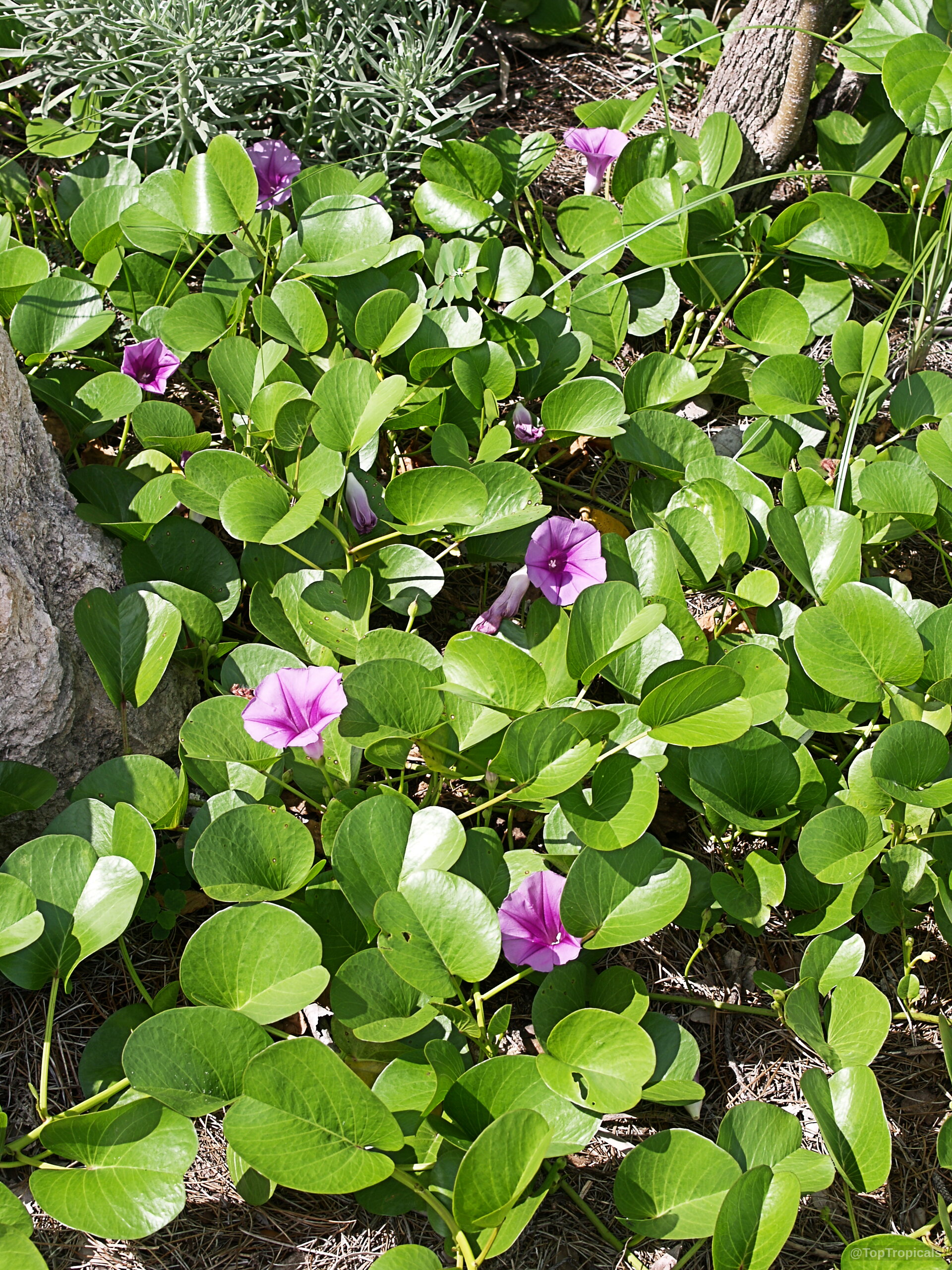 Ipomoea pes caprae (Beach Morning Glory) with purple trumpet flowers blooming among thick round green leaves Ipomoea pes caprae (Beach Morning Glory) with purple flowers and round green leaves ground plant