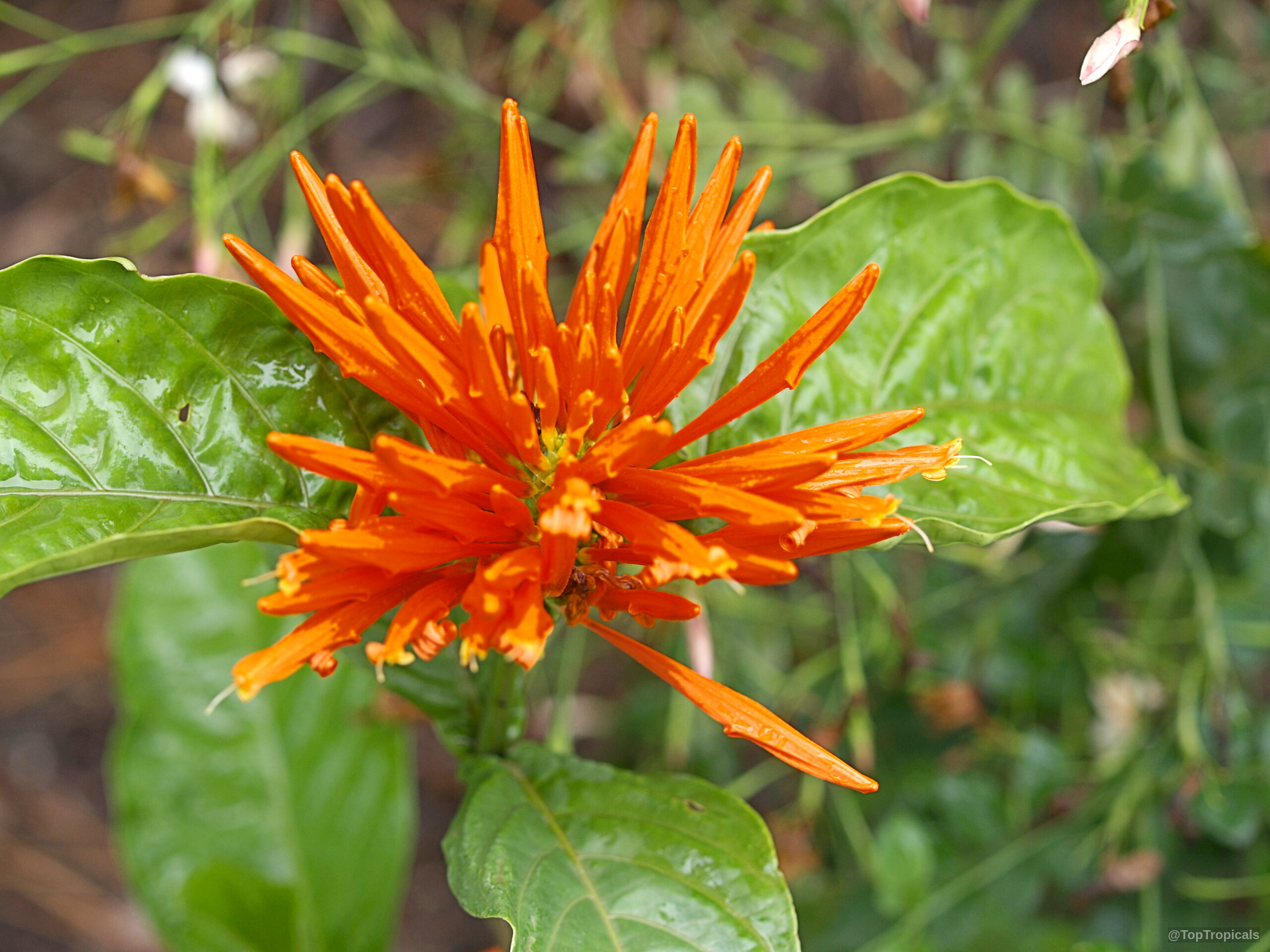 Justicia chrysostephana (Orange Flame Justicia) flower with distinct narrow petals and shiny green leaves. Justicia chrysostephana (Orange Flame Justicia) orange flower close up against waxy green leaves.