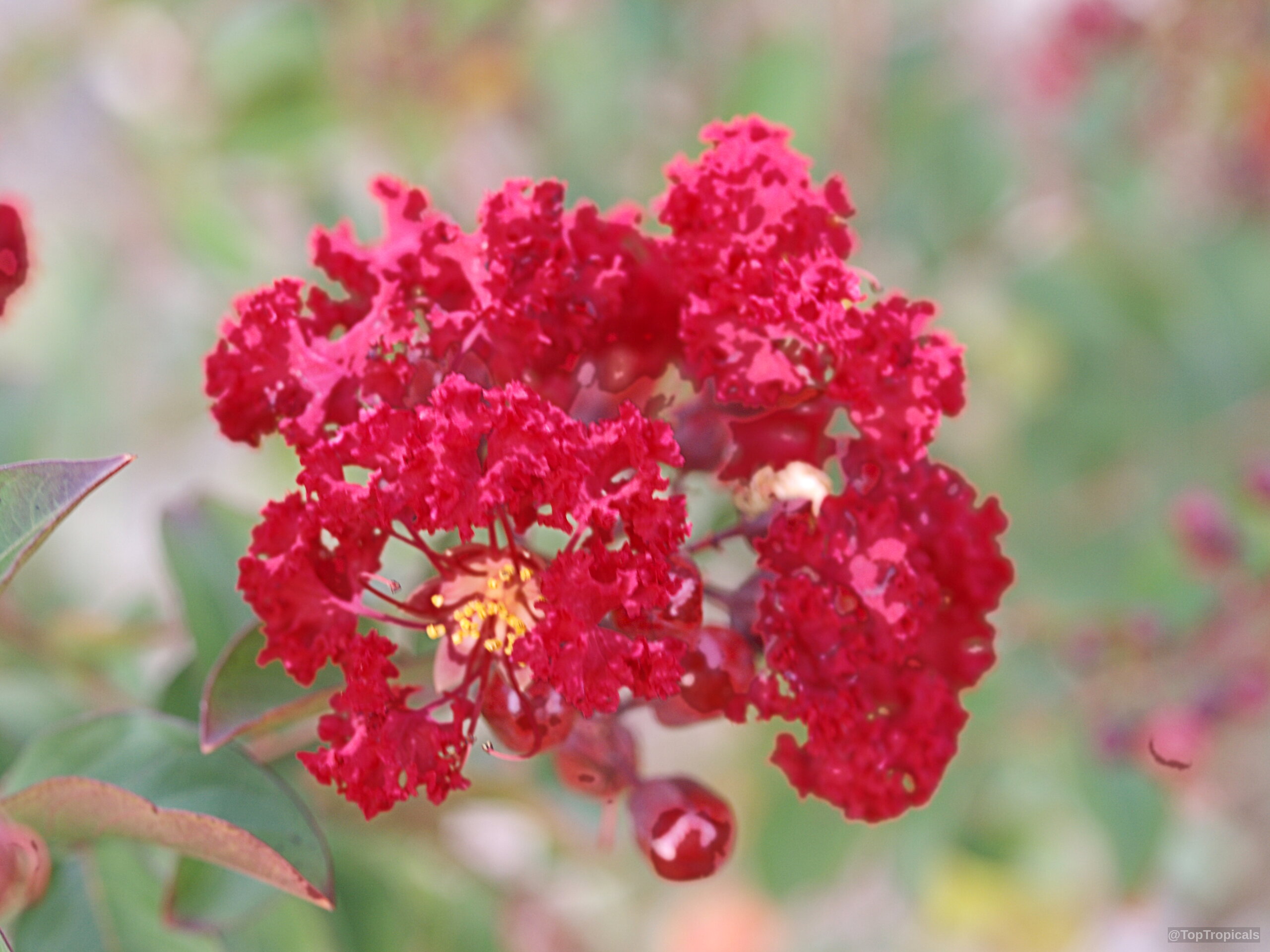 Lagerstroemia indica (Crape Myrtle) red flower cluster with ruffled petals and visible yellow center stamens. Lagerstroemia indica (Crape Myrtle) red flower, close up of ruffled petals and yellow stamens.