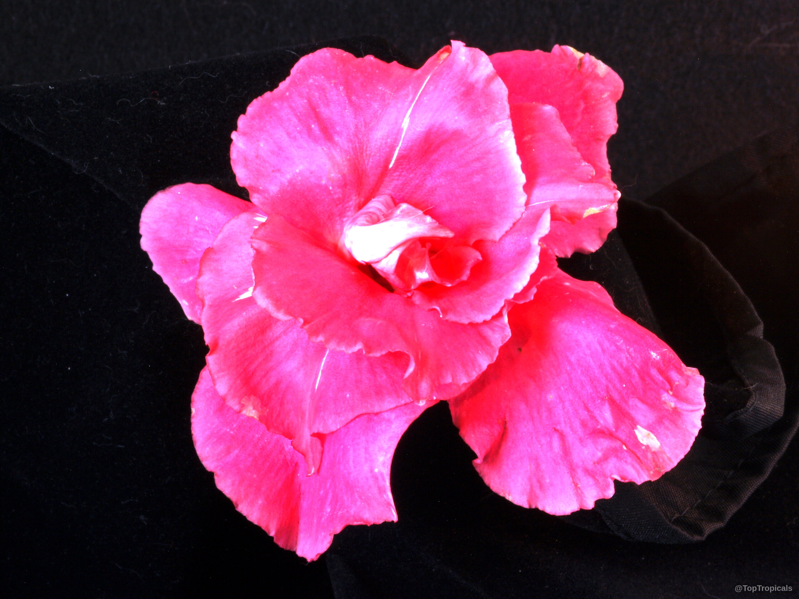 Mandevilla amabilis (Thai Rose) deep pink flower with ruffled edges against a dark backdrop. Mandevilla amabilis (Thai Rose) deep pink flower close up against dark background