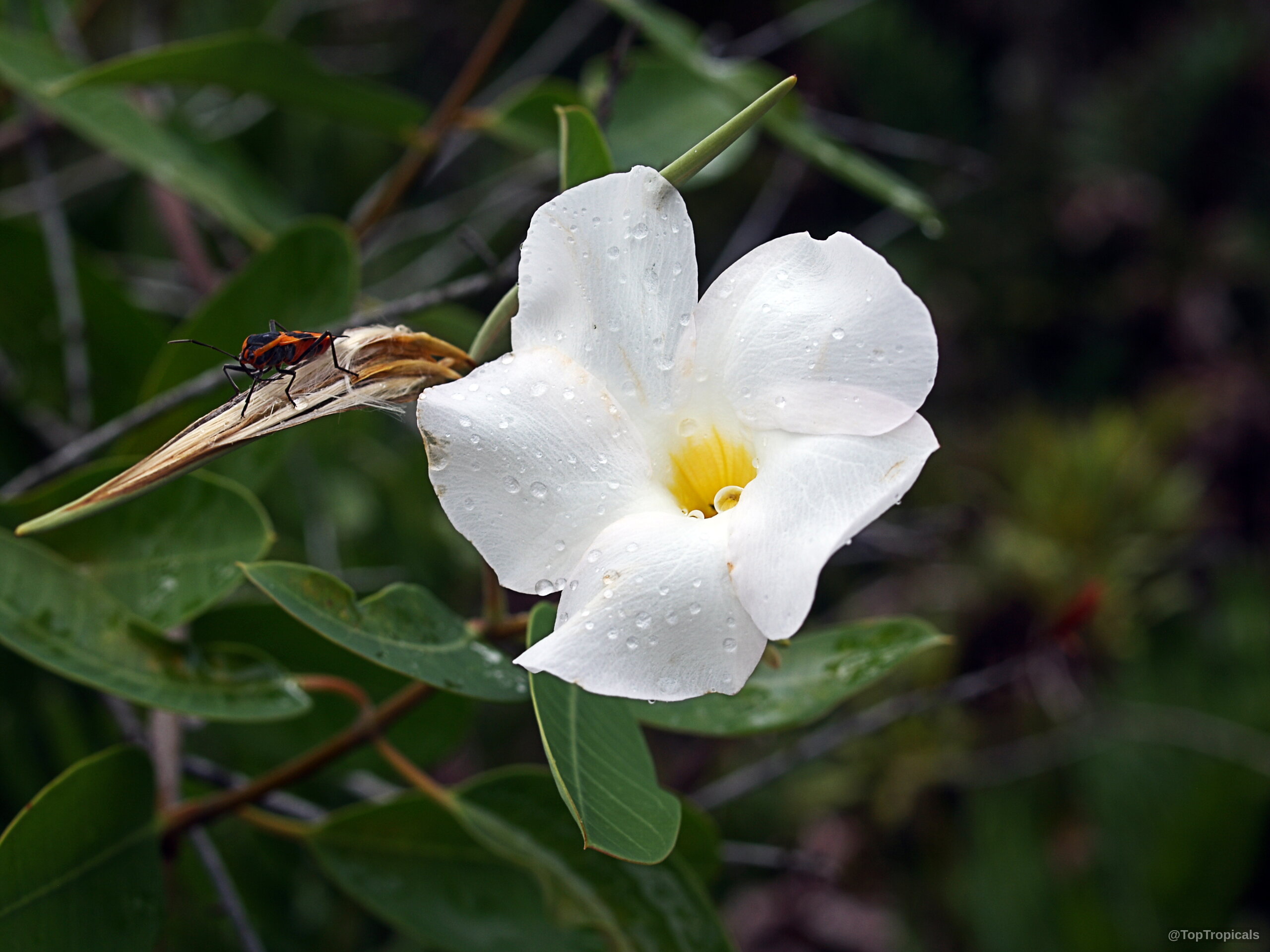 Mandevilla boliviensis (Mandevilla Summer Snow) white flower with water droplets and small insect. Mandevilla boliviensis (Mandevilla Summer Snow) white flower close up with small insect nearby.