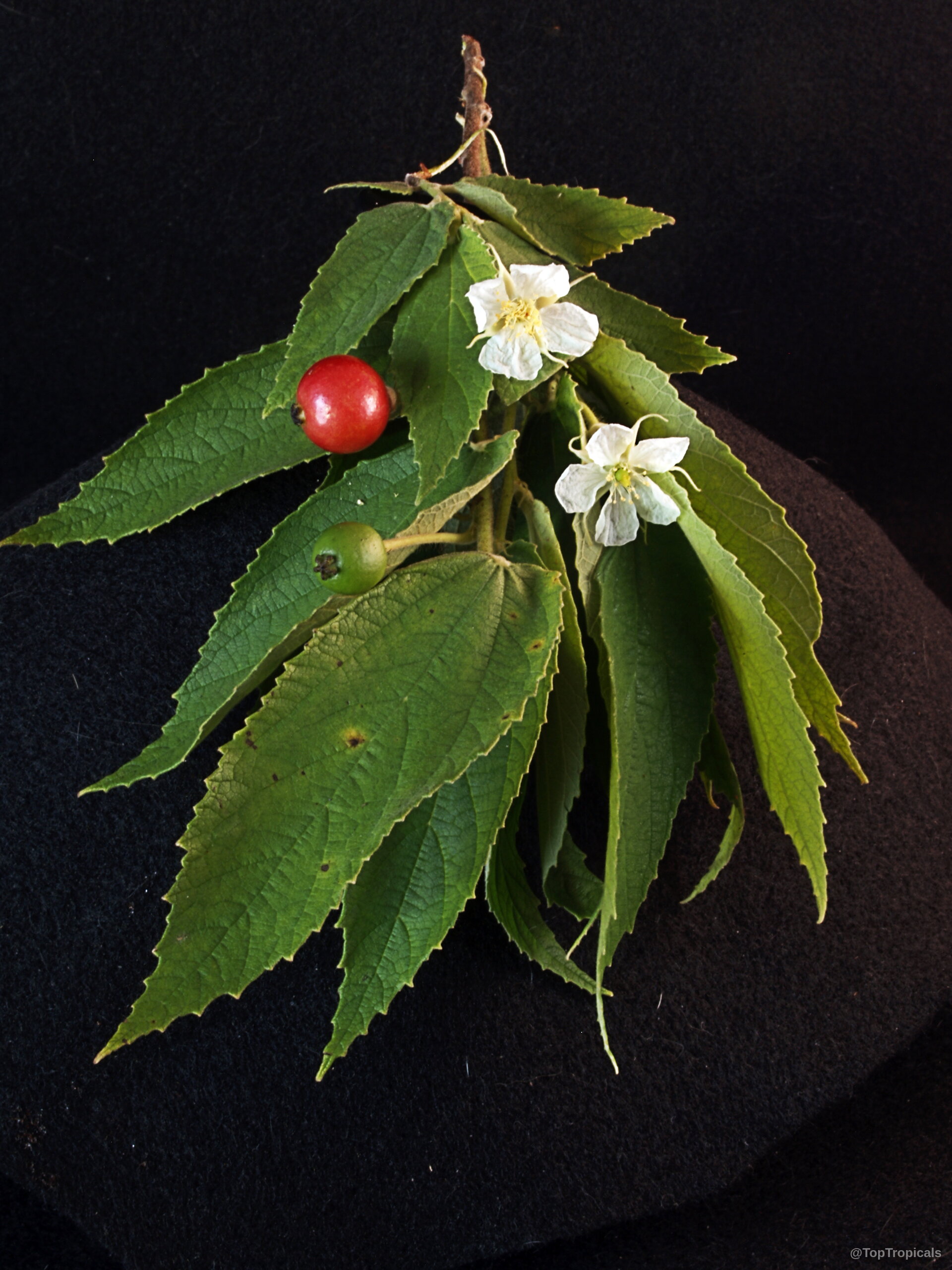 Muntingia calabura (Strawberry tree) branch with white flowers, round red fruit and long serrated green leaves. Muntingia calabura (Strawberry tree) with red fruit, white flowers and green serrated leaves close up