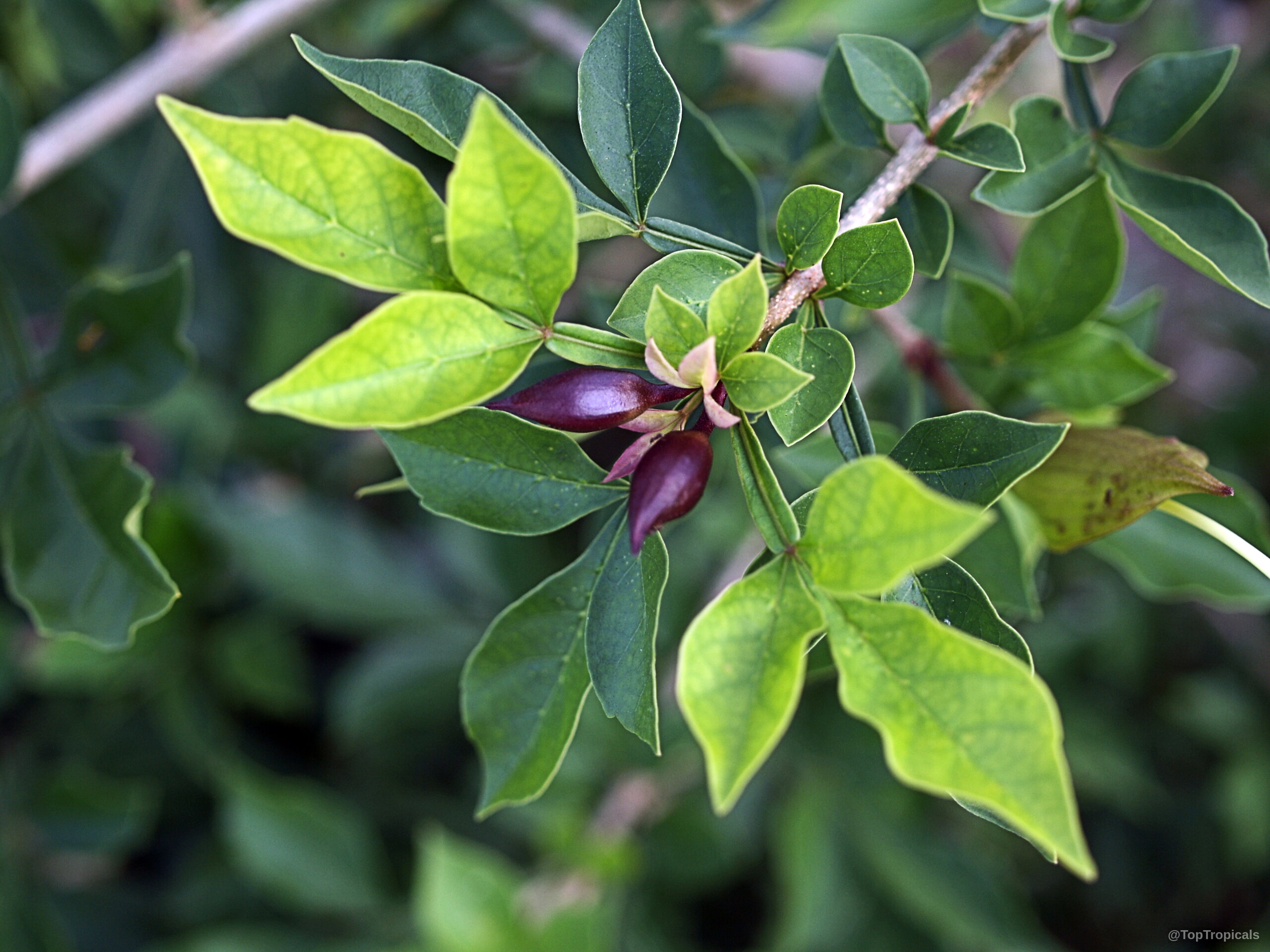 Parmentiera cereifera (Candle Tree) with small dark purple buds emerging among narrow green foliage stems. Parmentiera cereifera (Candle Tree) dark purple flower buds surrounded by many green leaves close up.