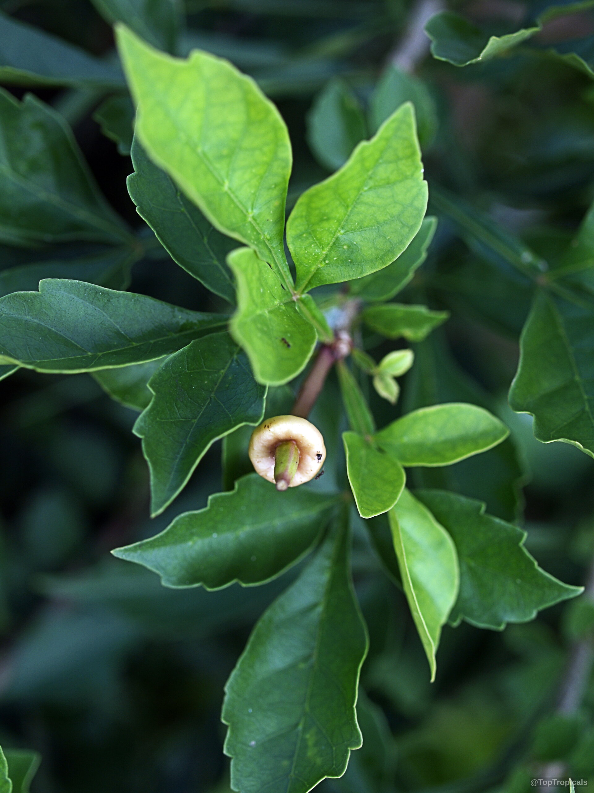Parmentiera cereifera (Candle Tree) showing small yellow fruit developing among smooth green pointed leaves Parmentiera cereifera (Candle Tree) with small yellow fruit on a green leafy branch