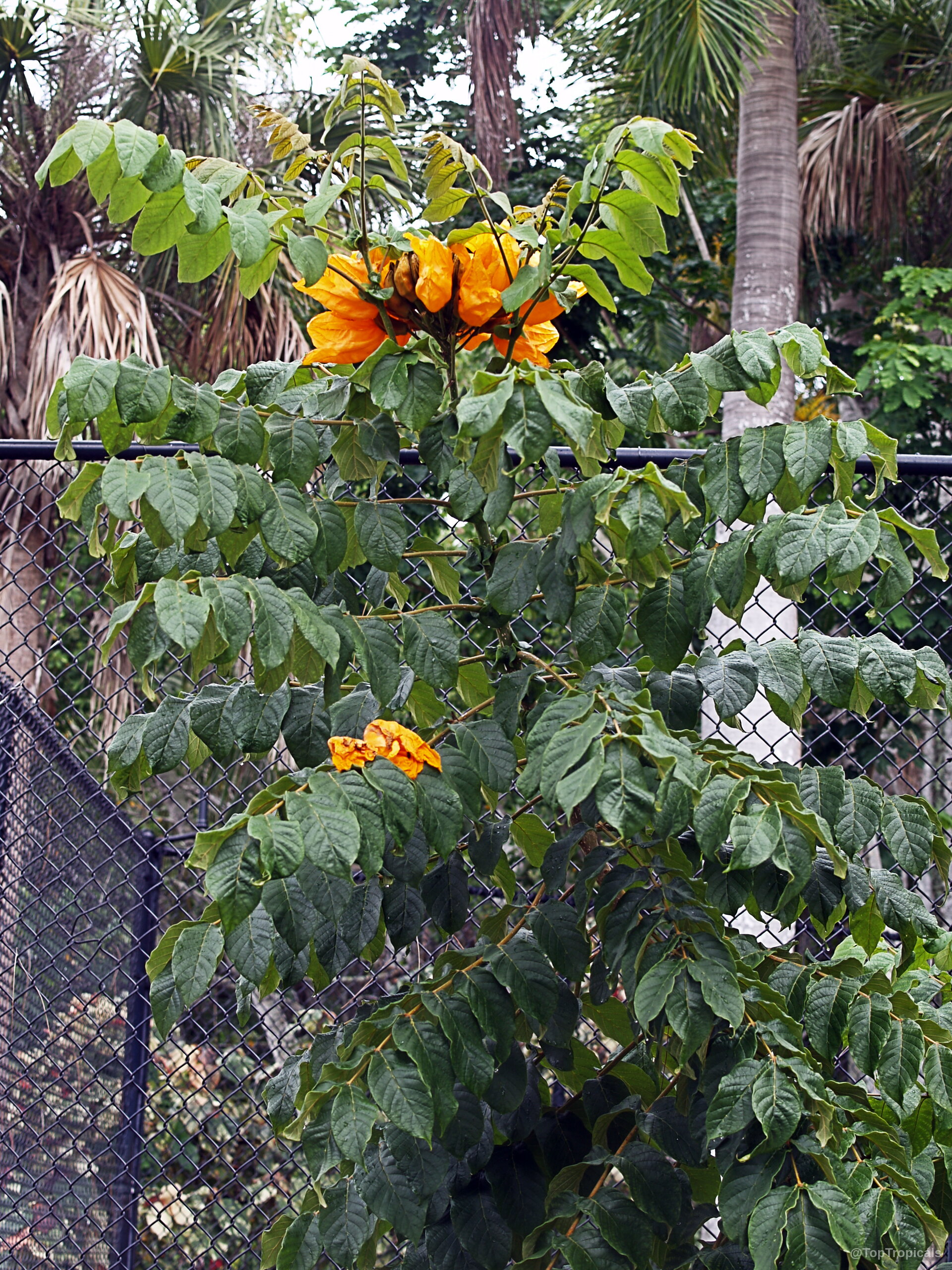 Spathodea campanulata (African Tulip Tree) with orange flower clusters among green foliage. Spathodea campanulata (African Tulip Tree) orange flower on green plant, clear close up.