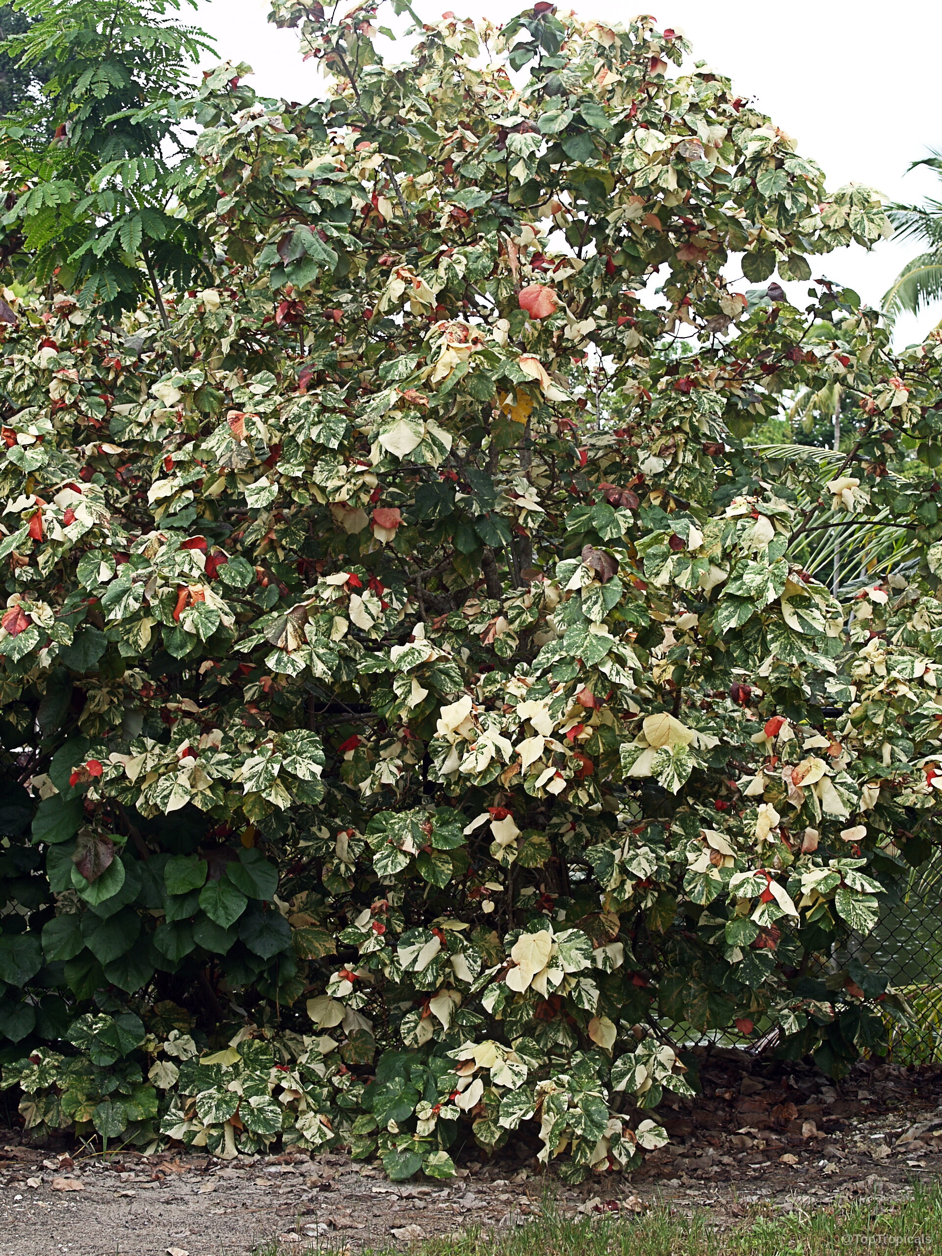 Talipariti tiliaceum (Mahoe) bushy tree with dense branches covered in variegated cream and red foliage. Talipariti tiliaceum (Mahoe) plant with colorful variegated cream and red leaves on branches.