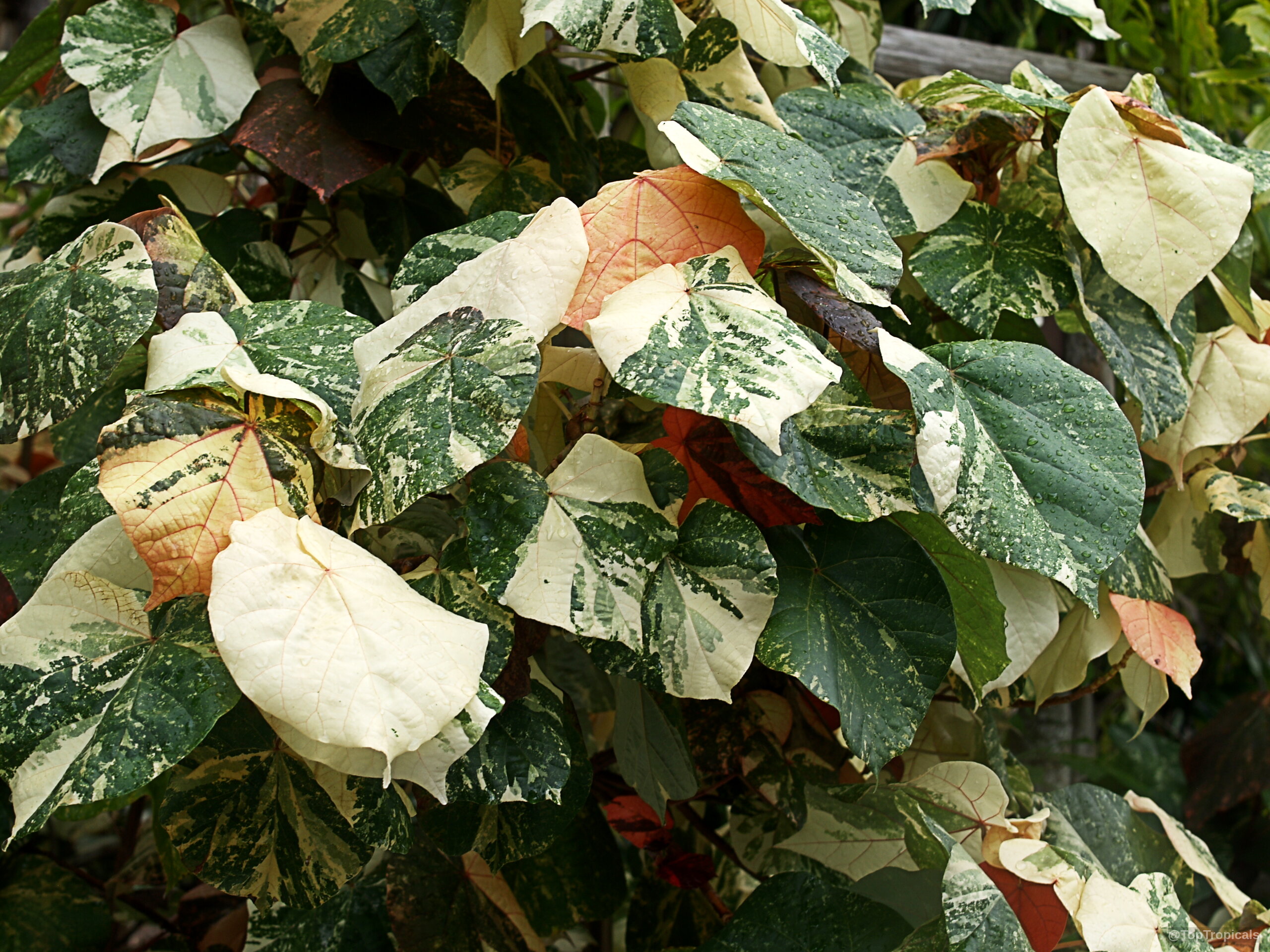 Talipariti tiliaceum (Mahoe) plant showing variegated cream and green leaves in a dense arrangement. Talipariti tiliaceum (Mahoe) plant with variegated cream and green leaves in a dense cluster