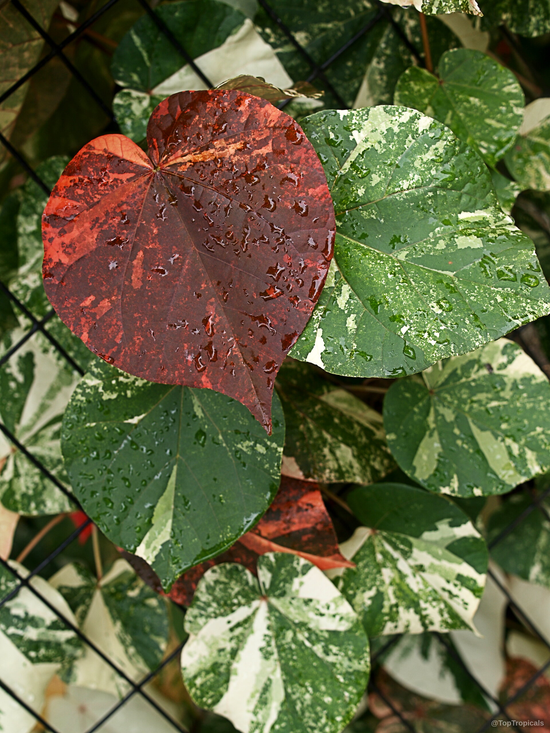 Talipariti tiliaceum (Mahoe) foliage with red and green splashes, covered in water drops. Talipariti tiliaceum (Mahoe) red and green variegated leaves, close up of foliage.
