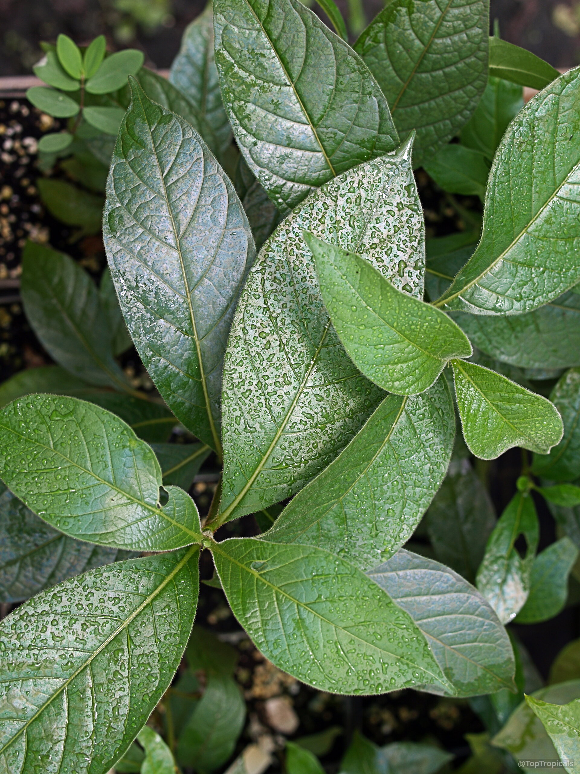Vangueria madagascariensis (Spanish Tamarind) showing glossy green leaves covered in many small water droplets. Vangueria madagascariensis (Spanish Tamarind) with glossy green leaves in a close up plant photo.