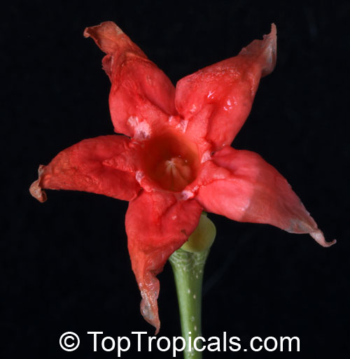Wrightia dubia, Cameraria dubia, Wrightia cambodiensis, Starfish Flower, Red Wrightia