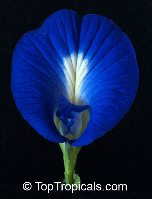 Clitoria ternatea - Blue Butterfly Pea