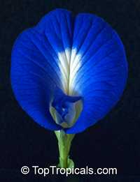 Clitoria ternatea - Blue Butterfly 
Pea