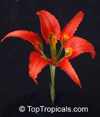 Lilium catesbaei, Catesby's Lily, Pine Lily, Leopard Lily

Click to see full-size image