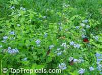 Ageratum houstonianum, Flossflower
