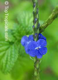 Stachytarpheta - Blue Porterweed

Click to see full-size image