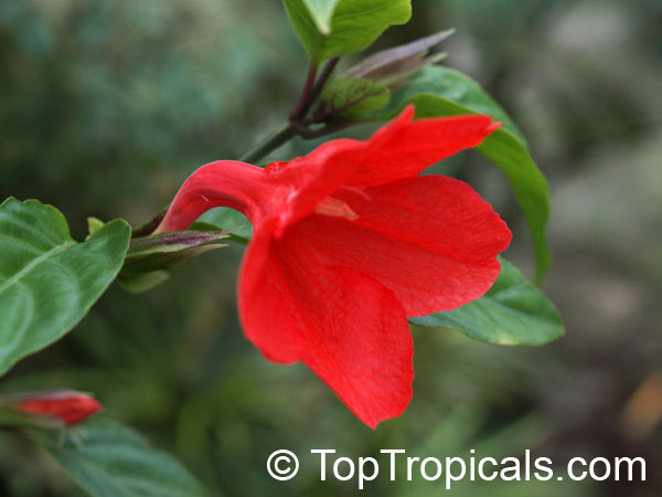Ruellia affinis, Ruellia elegans, Red Ruellia, Flower of Caipora, Rio Red Ragin Cajin Ruellia