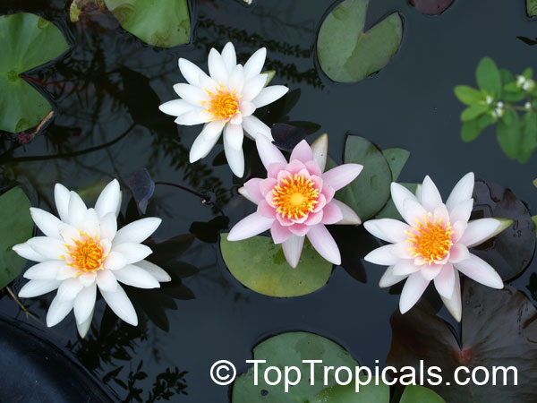 Nymphaea sp., Water Lily