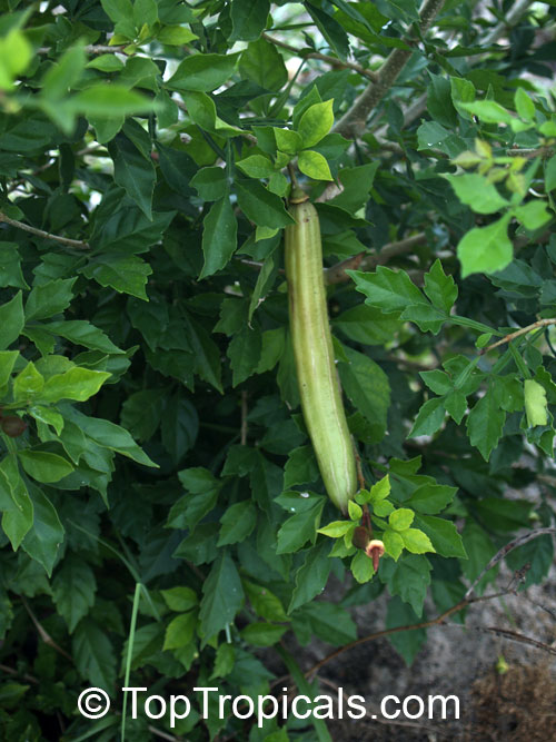 Parmentiera edulis, Parmentiera aculeata, Guajilote, Cuachilote, Guahalote, Candle Tree, Cucumber Tree