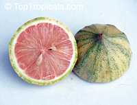 Citrus limon Pink, Pink Lemonade Lemon

Click to see full-size image