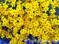 Tagetes lemmonii, Tagetes, Lemon Marigold, Copper Canyon Daisy

Click to see full-size image
