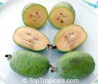 Feijoa sellowiana - seeds

Click to see full-size image
