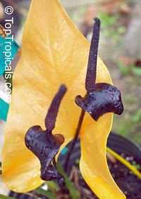 Anthurium watermaliense, Black Anthurium, Black Prince 

Click to see full-size image