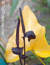 Anthurium watermaliense, Black Anthurium, Black Prince 

Click to see full-size image