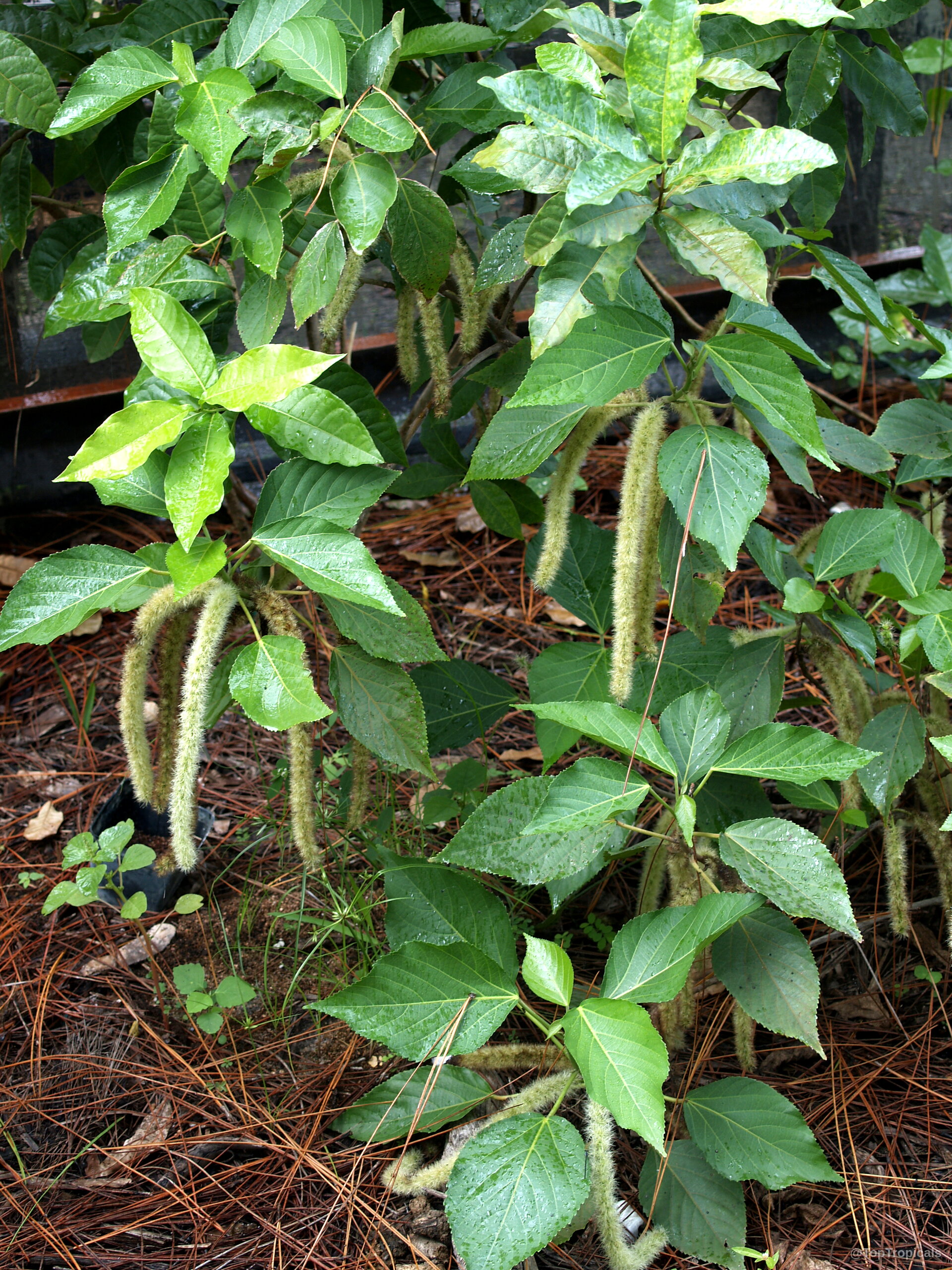 Acalypha hispida (Cat Tail) with long drooping green flower spikes nestled among broad green serrated leaves. Acalypha hispida (Cat Tail) plant with hanging pale green flower spikes and broad green leaves.