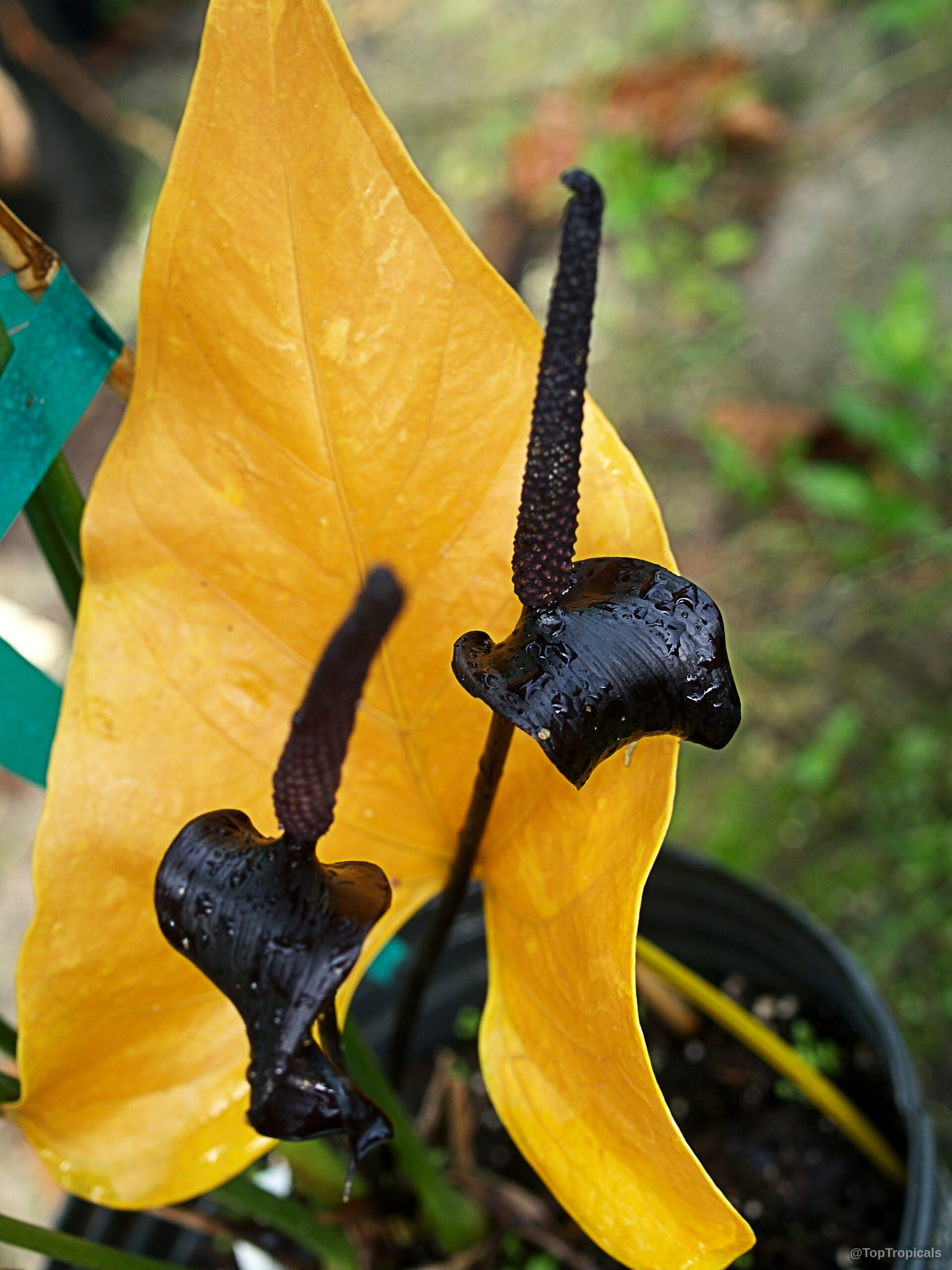 Anthurium watermaliense (Black Anthurium) with its unique dark purple flower and large yellow leaf. Anthurium watermaliense (Black Anthurium) with dark purple flower and yellow leaf close up
