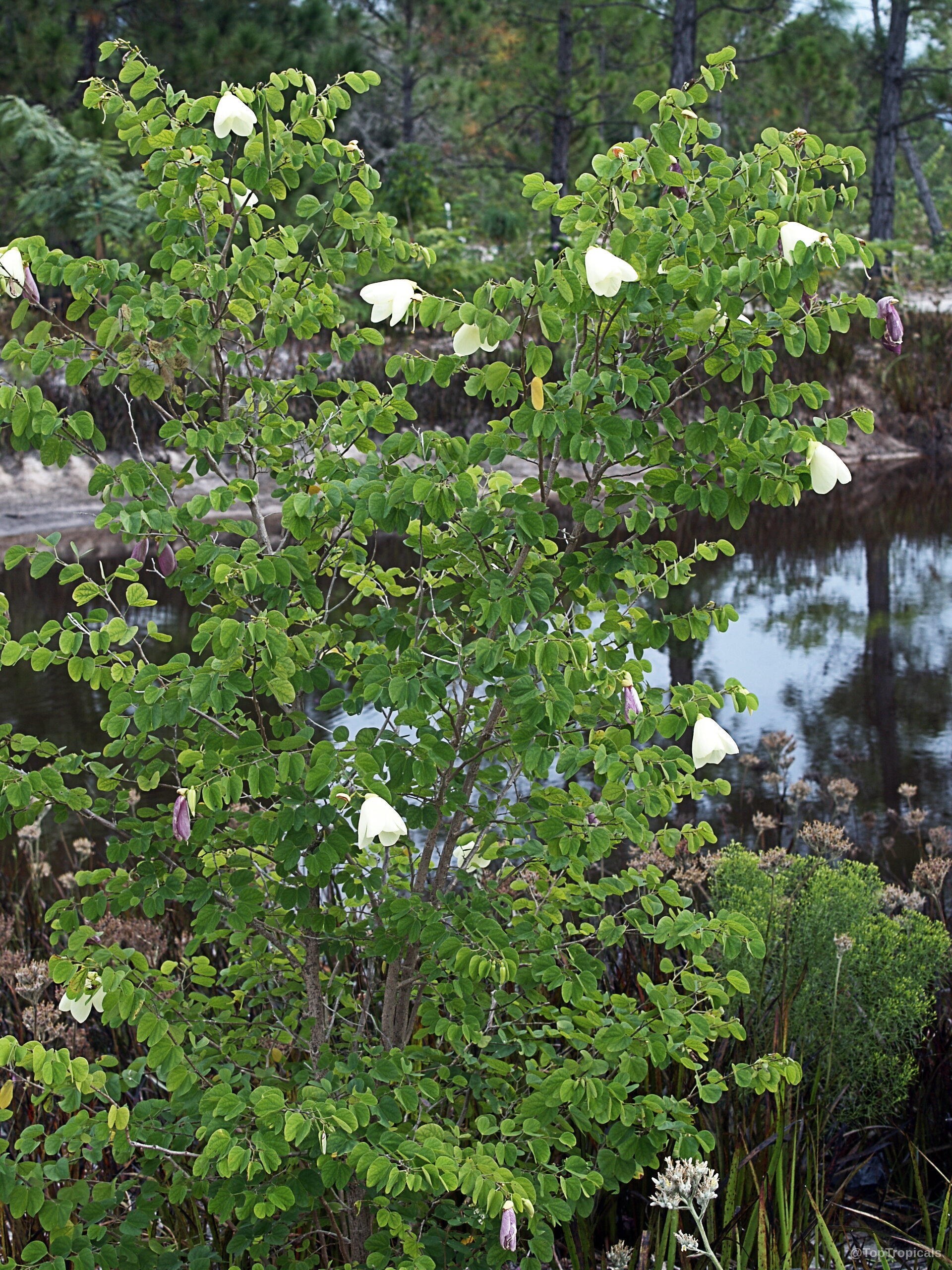 Bauhinia tomentosa (Yellow Orchid Tree) with yellow bell-shaped flowers scattered among small green round leaves. Bauhinia tomentosa (Yellow Orchid Tree) yellow flower on green plant in tree form