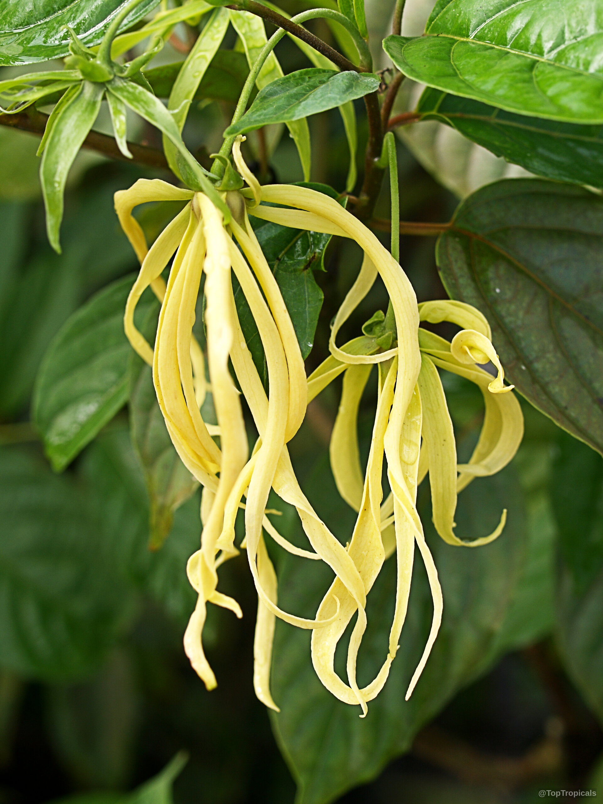 Cananga fruticosa (Dwarf Ylang-Ylang) yellow flower hanging from a leafy branch during the day. Cananga fruticosa (Dwarf Ylang-Ylang) yellow flower close up hanging on leafy branch stem
