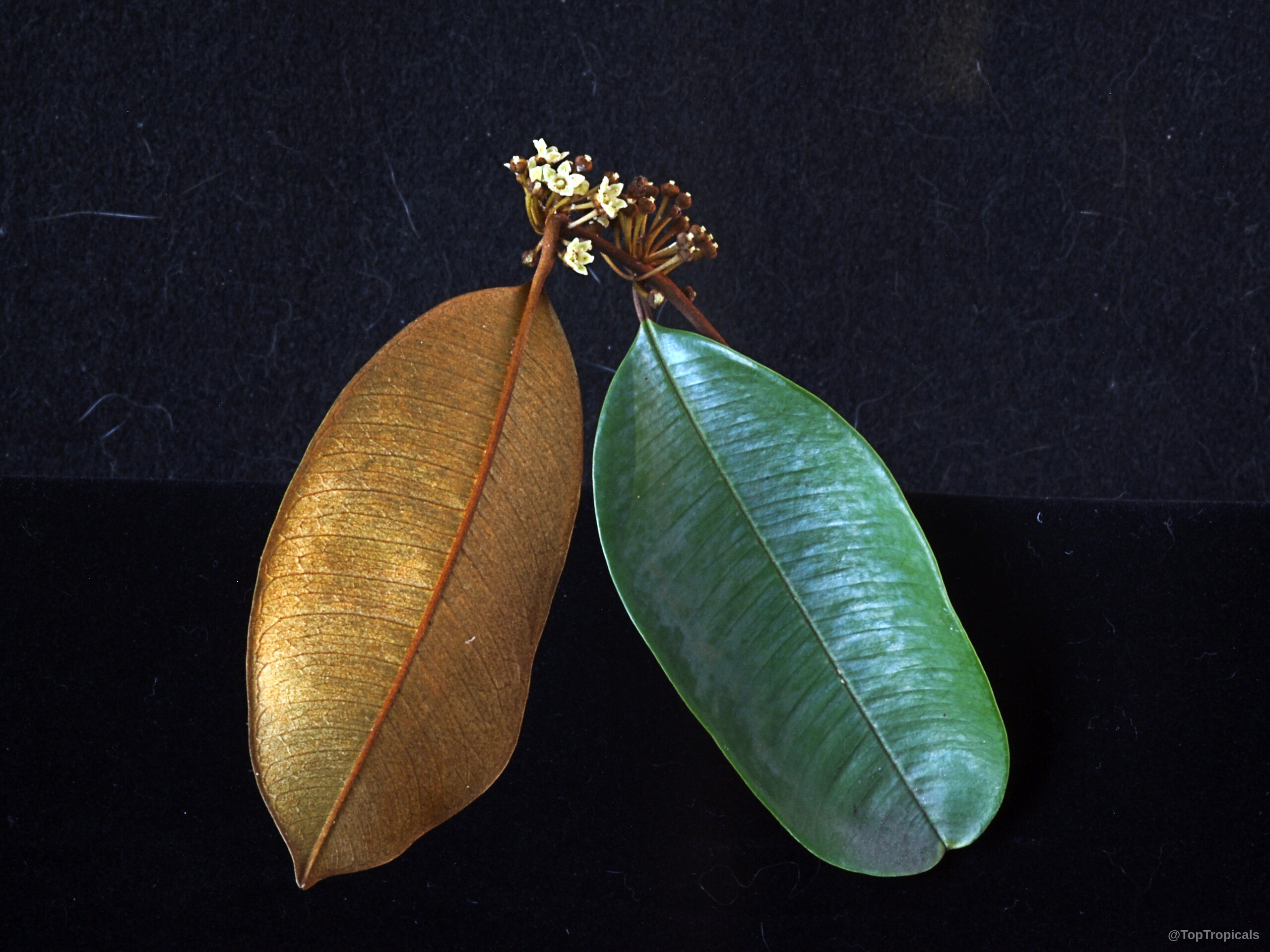 Chrysophyllum cainito (Caimito) leaves with one bronze underside and one green top side with flowers Chrysophyllum cainito (Caimito) green and bronze leaves with tiny yellow flowers close up