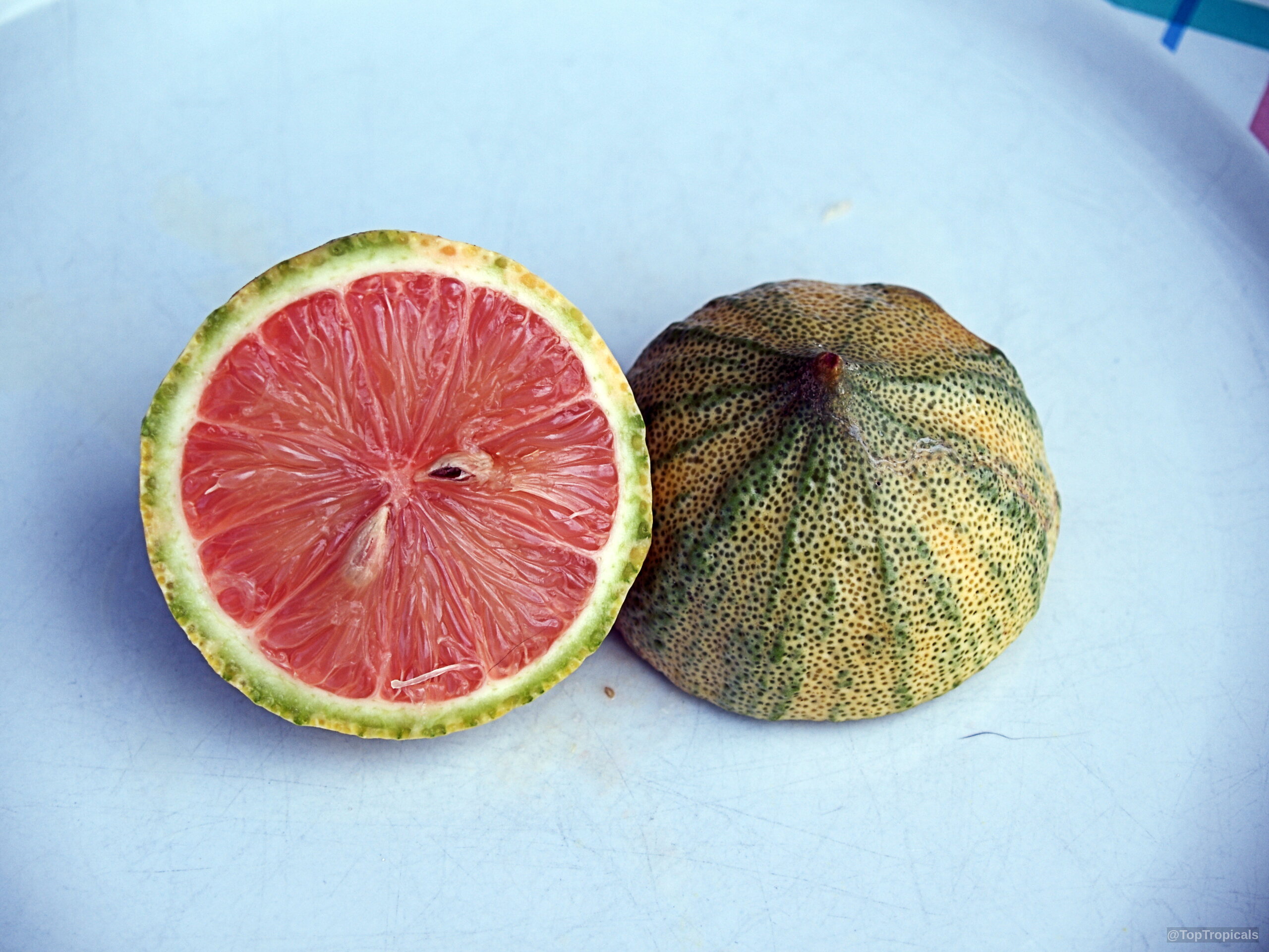 Citrus limon (Pink Lemonade Lemon) 'Pink' fruit halves showing pink pulp and variegated yellow green rind Citrus limon (Pink Lemonade Lemon) 'Pink' pink fruit close up on a table