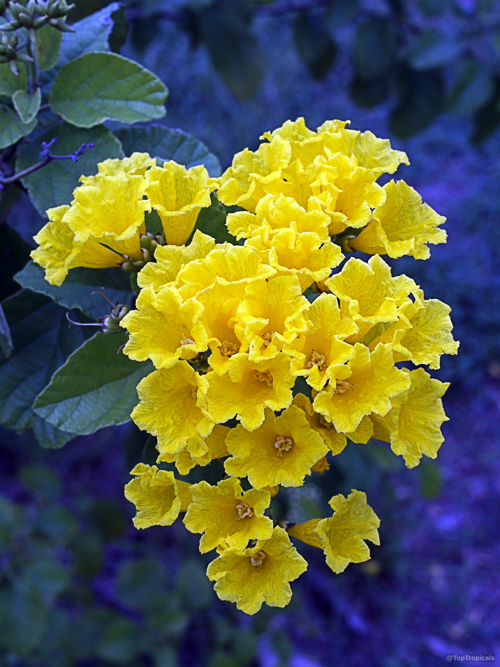 Cordia lutea (Yellow Geiger) cluster of trumpet-shaped yellow flower growing near textured green leaves. Cordia lutea (Yellow Geiger) clusters of yellow flower close up on green foliage background