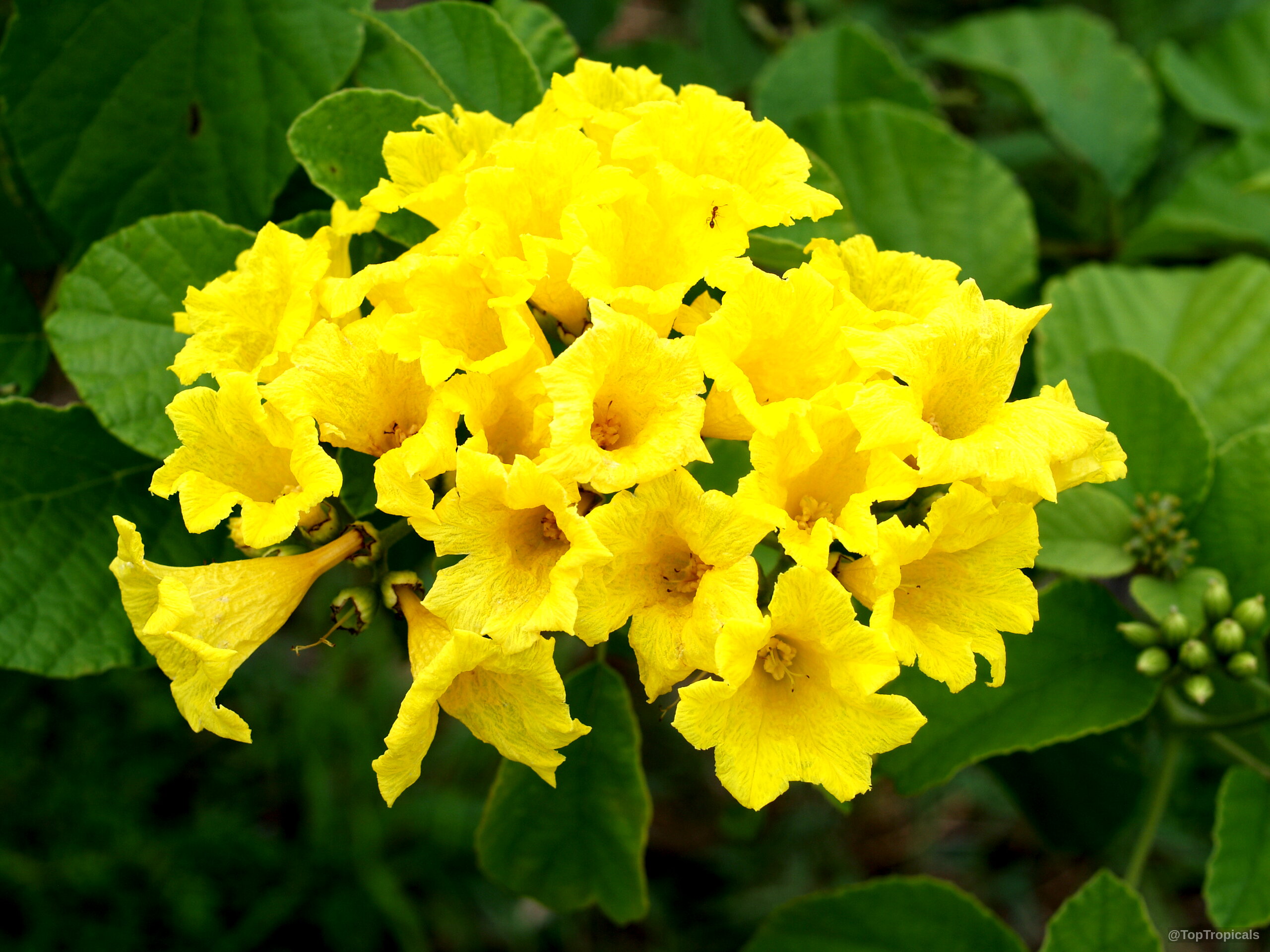 Cordia lutea (Yellow Geiger) cluster of trumpet-shaped petals atop thick green textured foliage Cordia lutea (Yellow Geiger) yellow flower cluster in a close up view