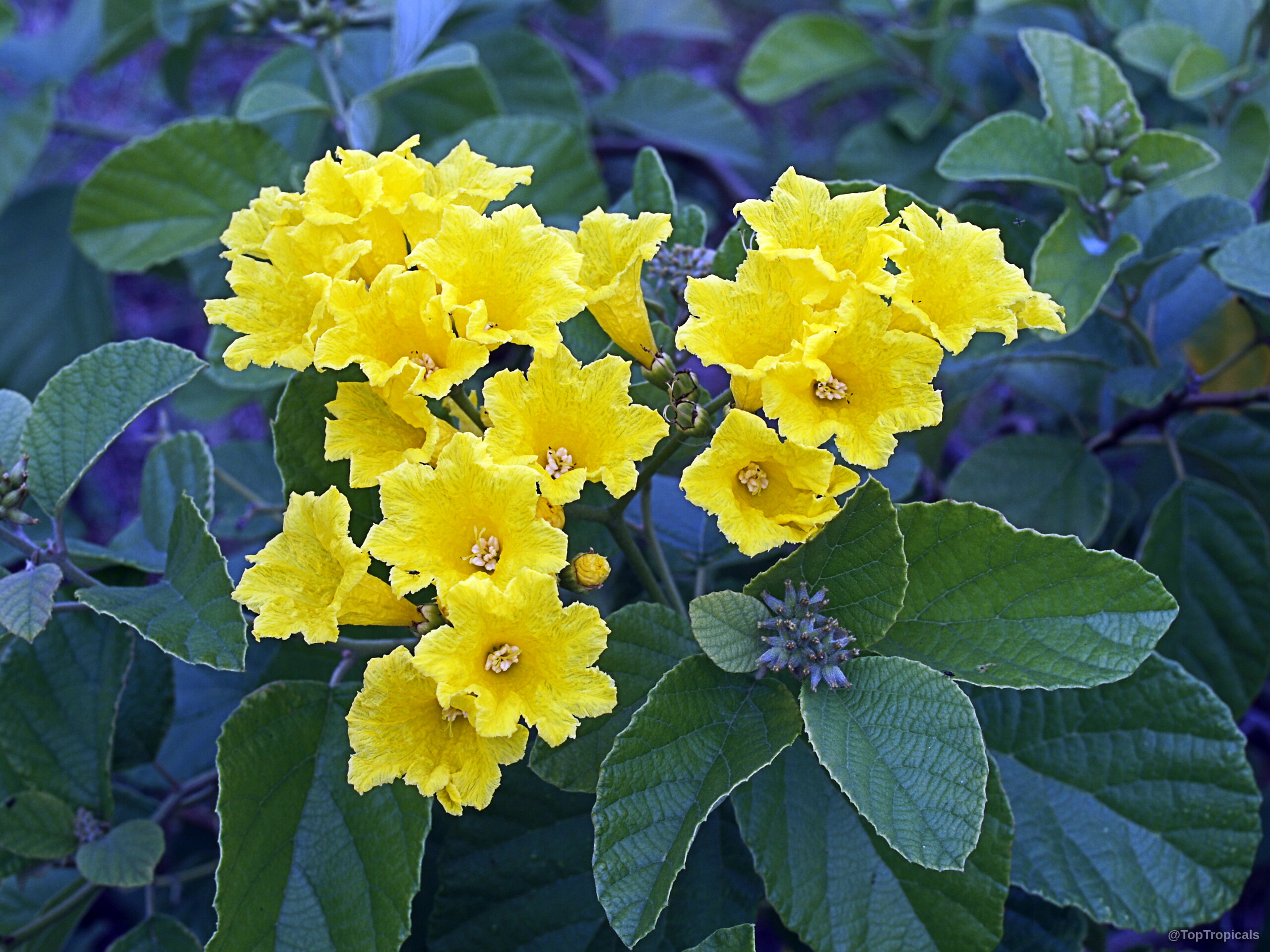 Cordia lutea (Yellow Geiger) cluster of trumpet-shaped yellow flower parts among deep green textured leaves. Cordia lutea (Yellow Geiger) yellow flower cluster close up with wide green leaves.