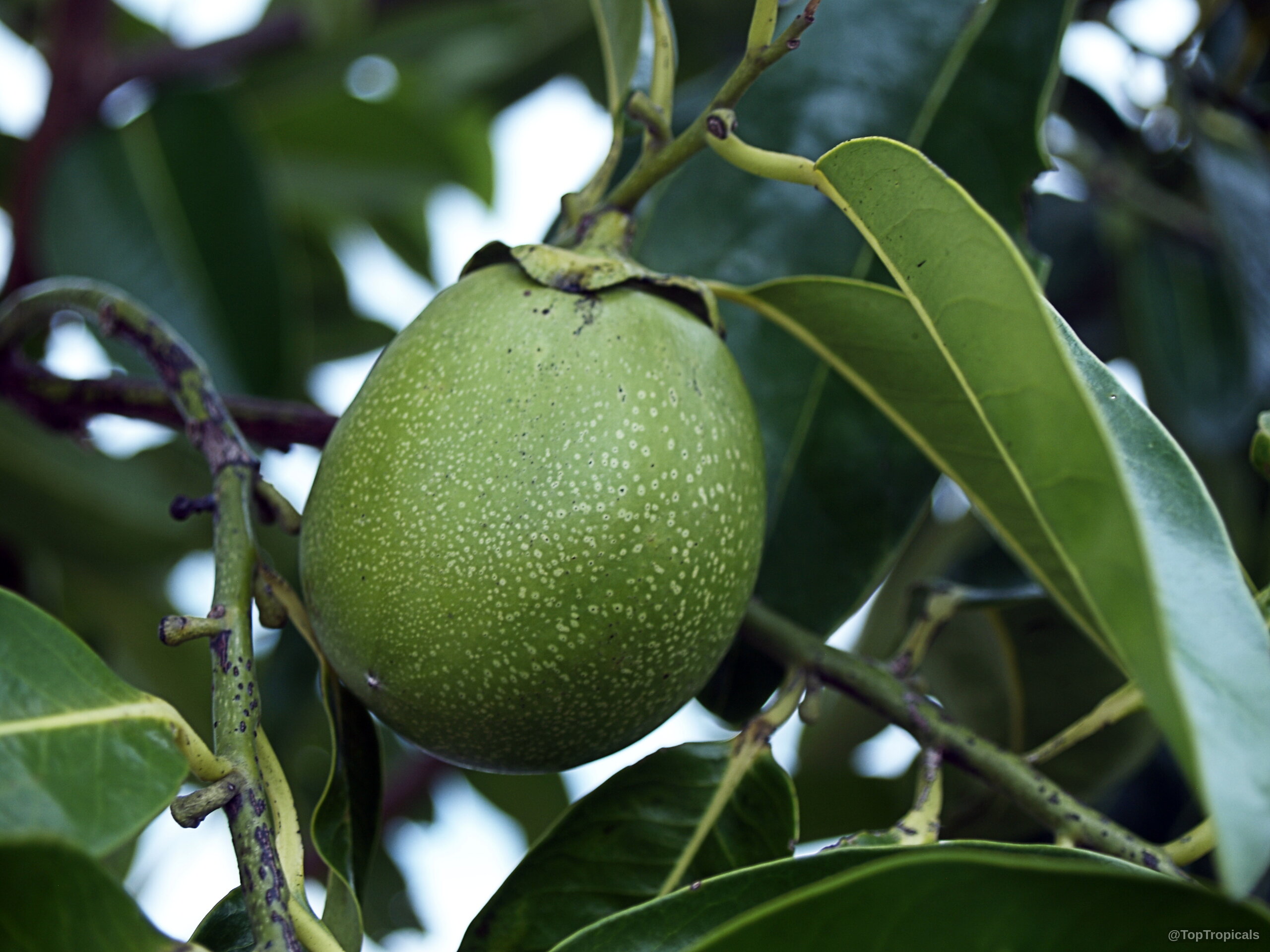 Diospyros nigra (Black Sapote) green round fruit suspended on a branch among deep green waxy leaves. Diospyros nigra (Black Sapote) green fruit close up hanging from a tree branch nearby leaves