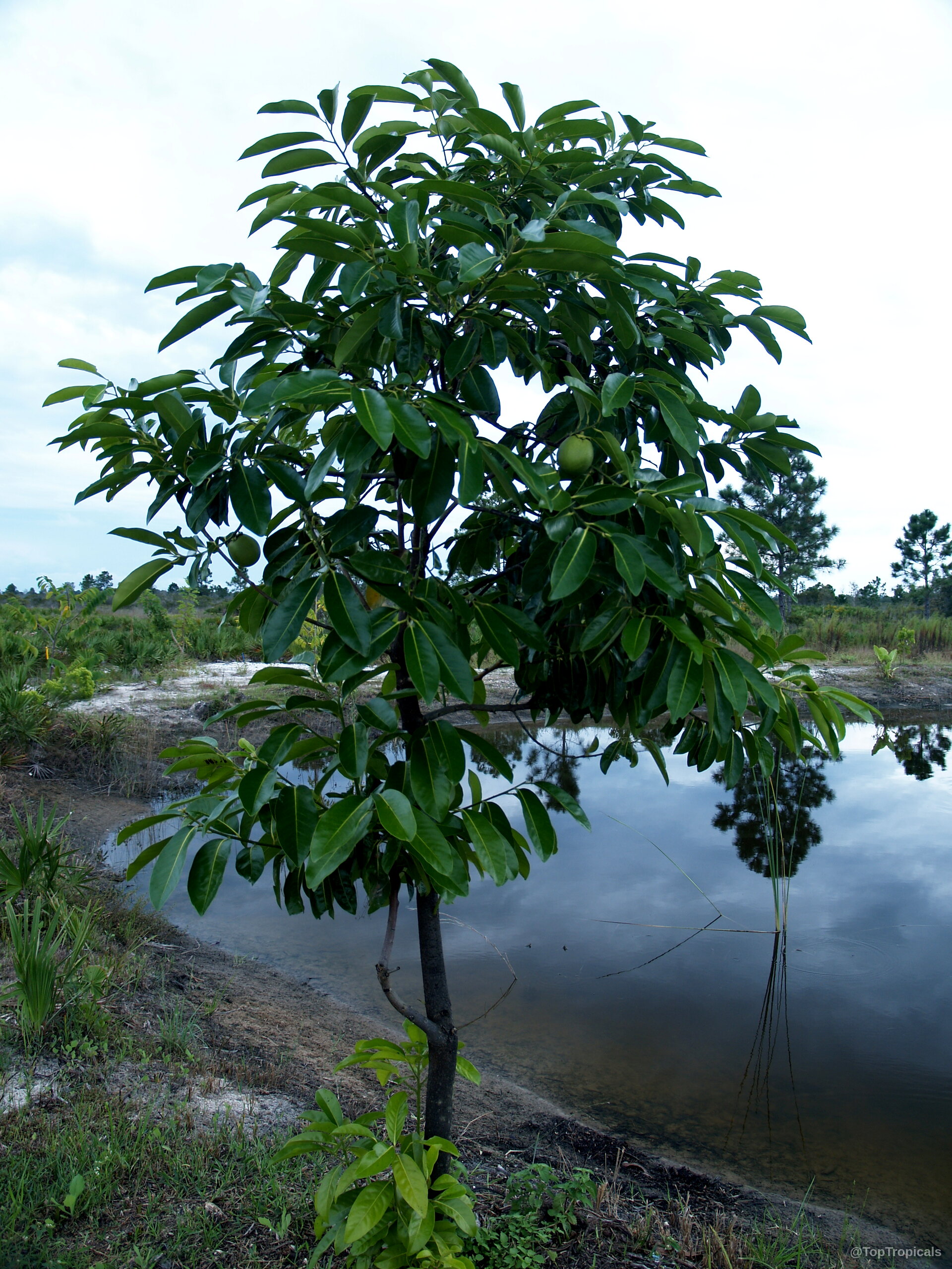 Diospyros nigra (Black Sapote) plant with green leaves and small fruit growing near water edge Diospyros nigra (Black Sapote) plant with green leaves and small fruit on thin trunk