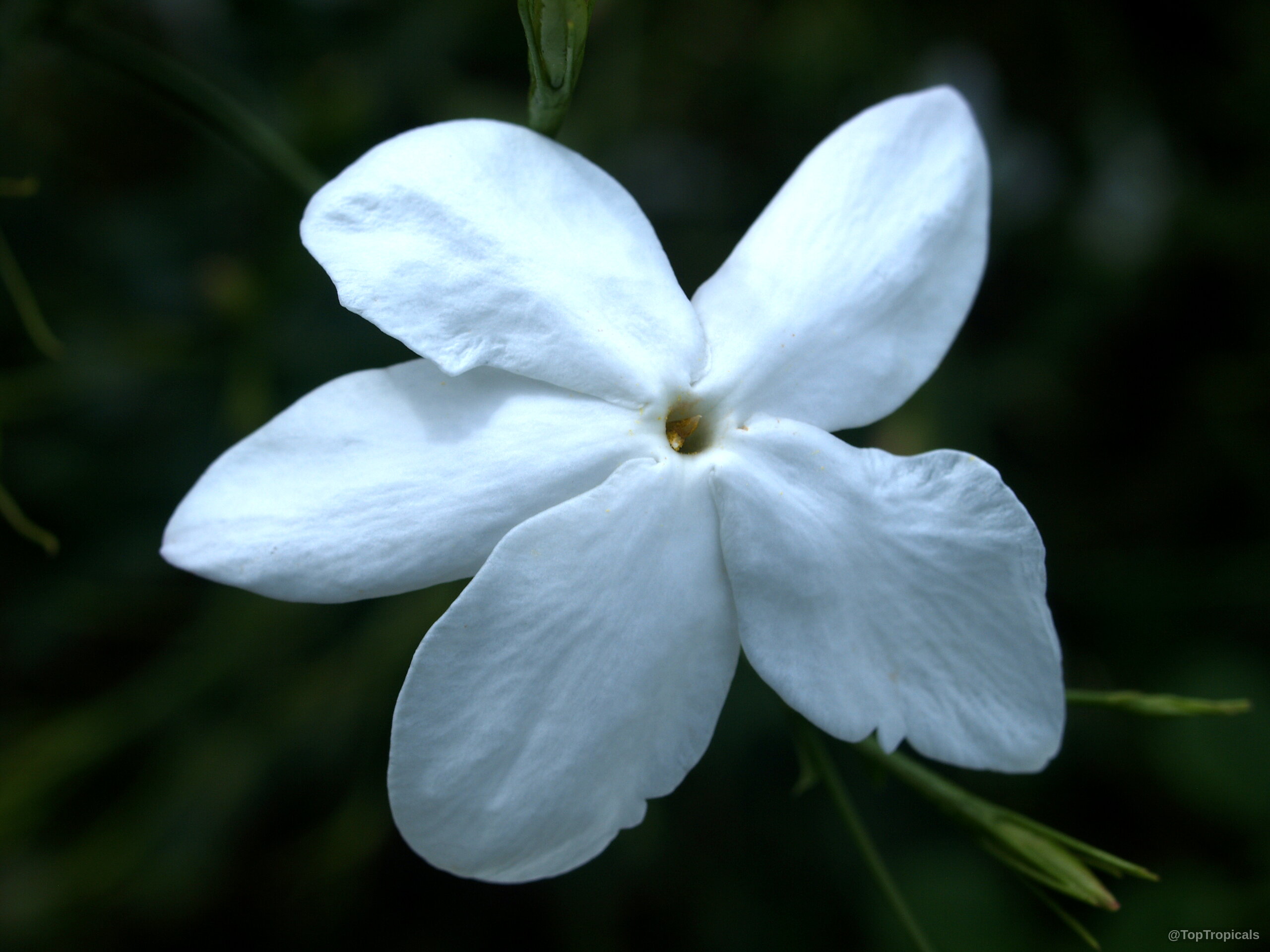 Jasminum officinale (True jasmine) white flower with five distinct petals against dark foliage Jasminum officinale (True jasmine) white flower close up on a dark background