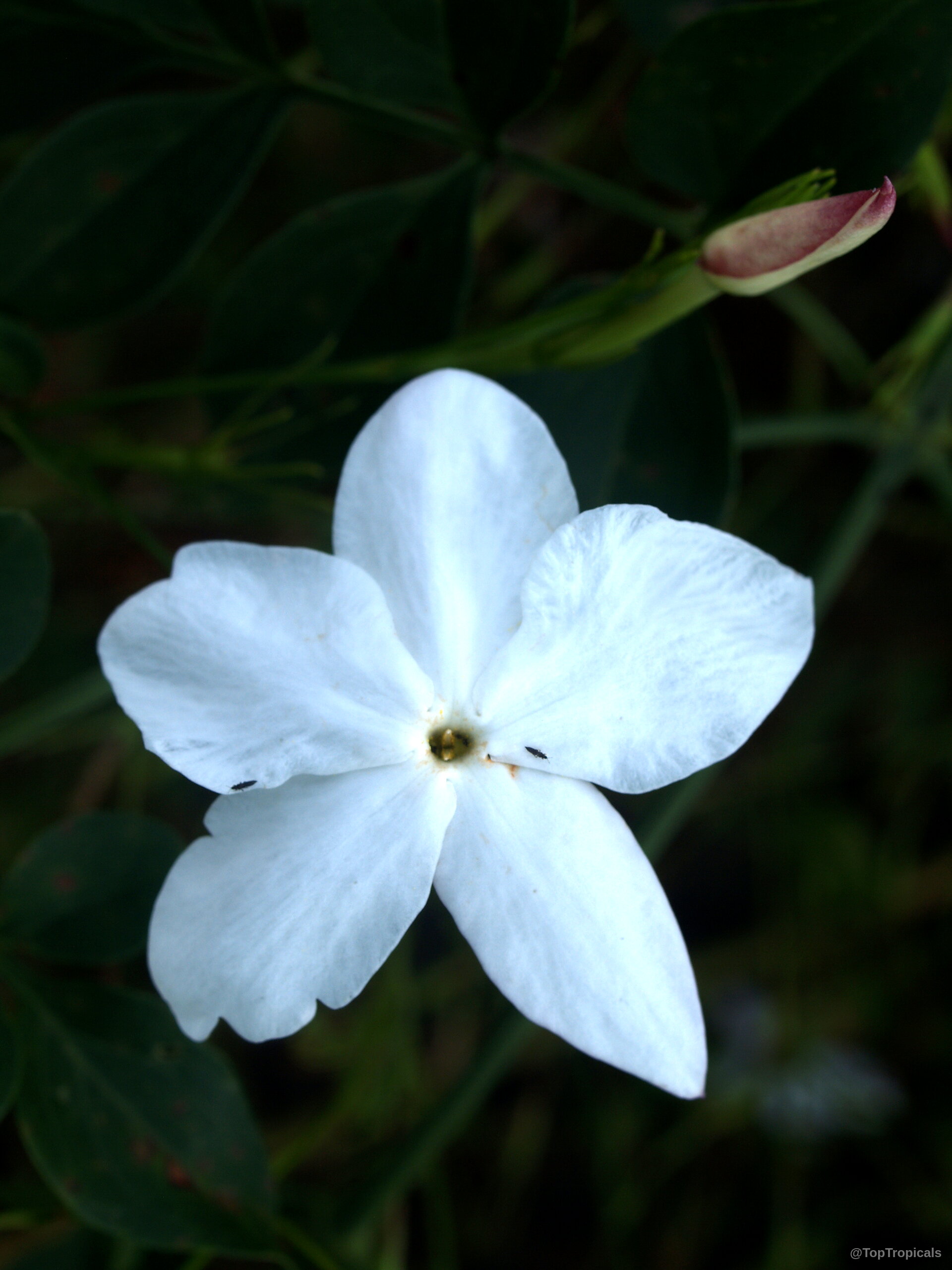 Jasminum officinale (True jasmine) white flower with five petals and a subtle pink bud. Jasminum officinale (True jasmine) white flower close up with a pink tinted bud