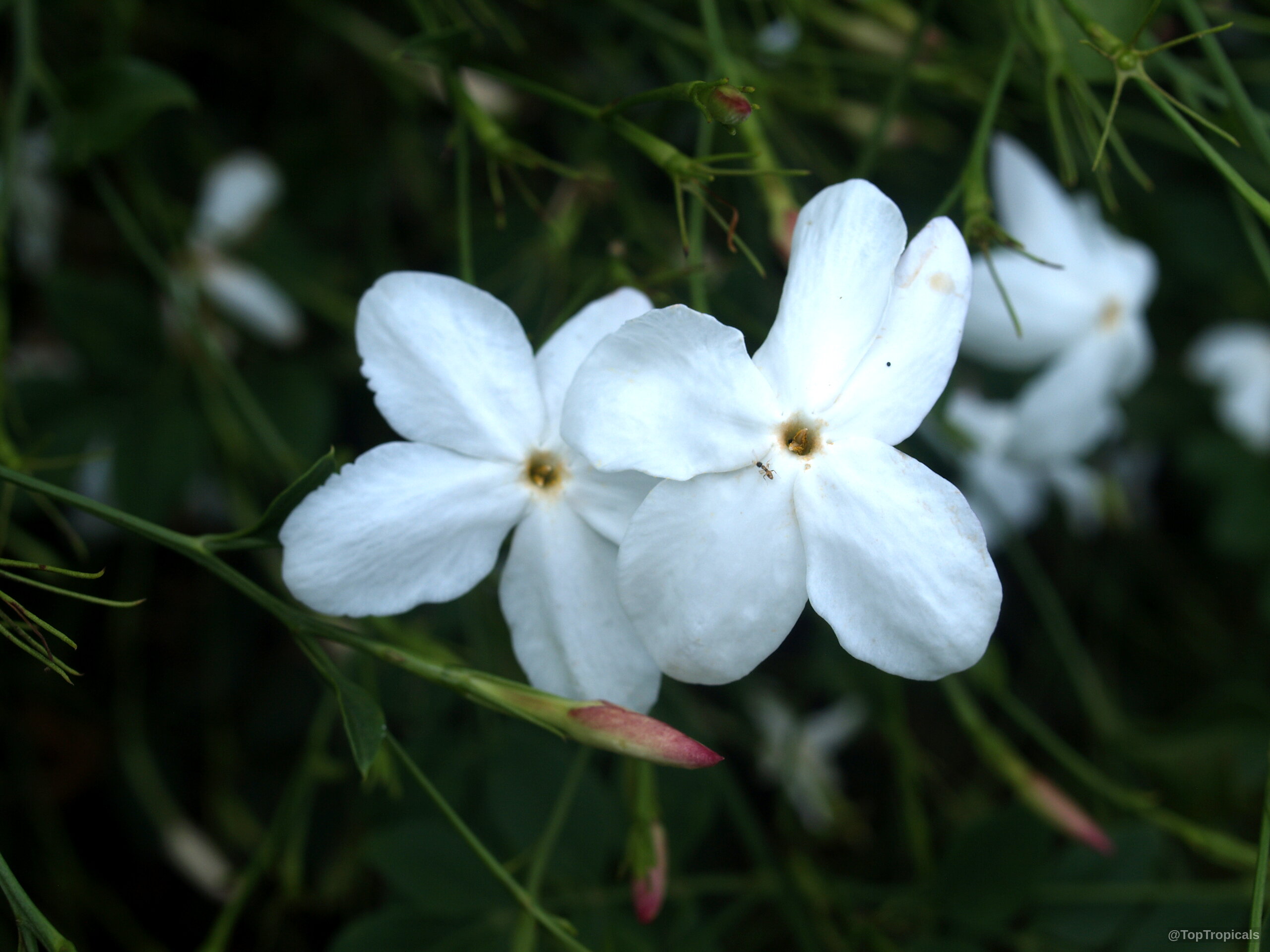 Jasminum officinale (True jasmine) white flower with thin green stems on a dark leafy background Jasminum officinale (True jasmine) white flower close up on thin green stems and foliage