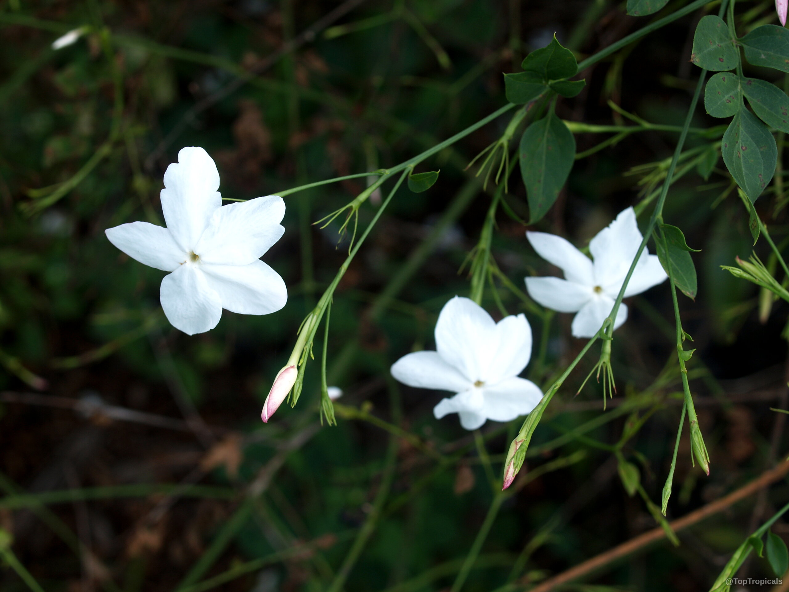 Jasminum officinale (True jasmine) white flowers with pink buds growing on slender green vine stems Jasminum officinale (True jasmine) white flower close up on thin green stems with vine leaves